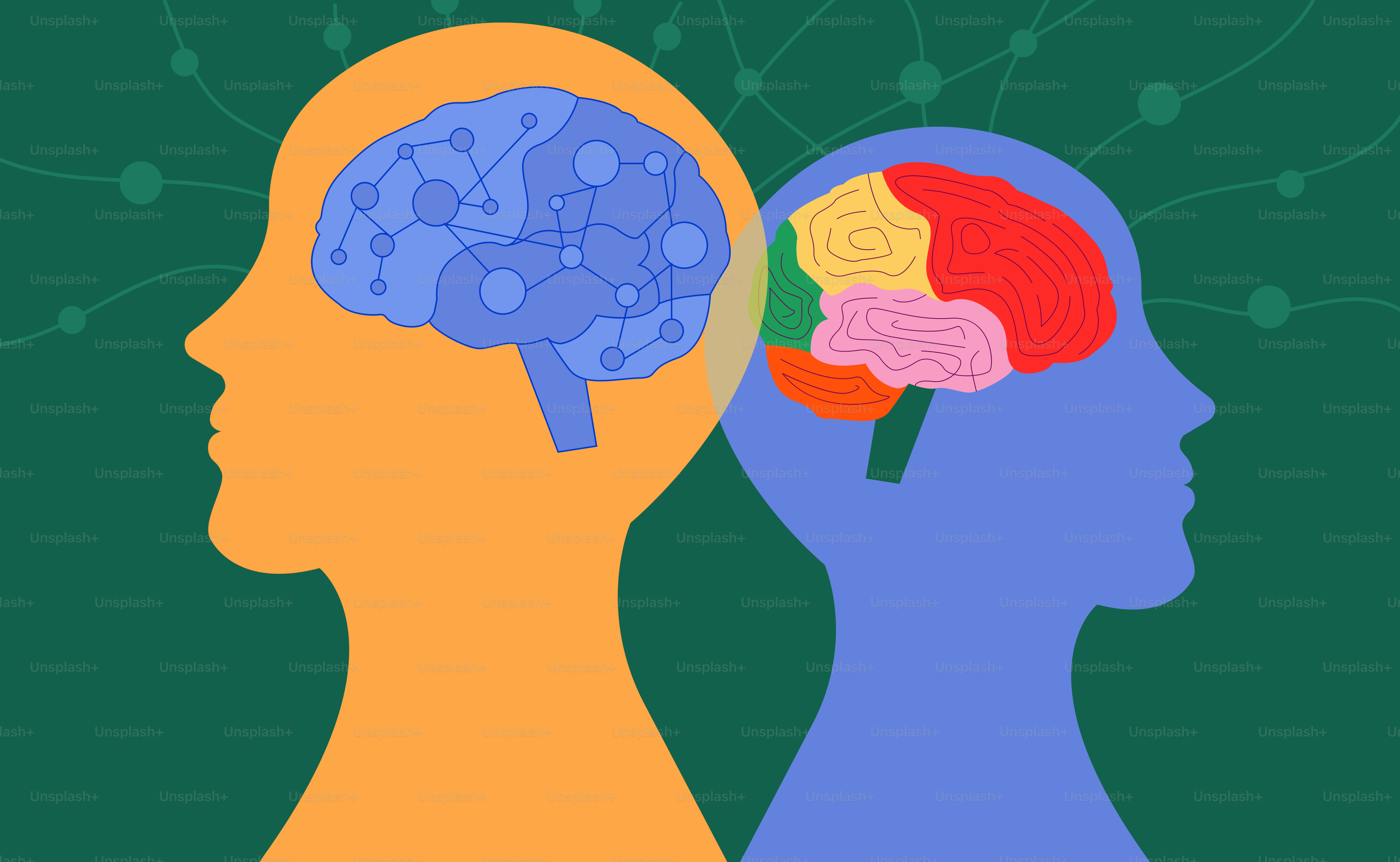 脳の解剖学は二つの人間の頭部の中に描かれています。