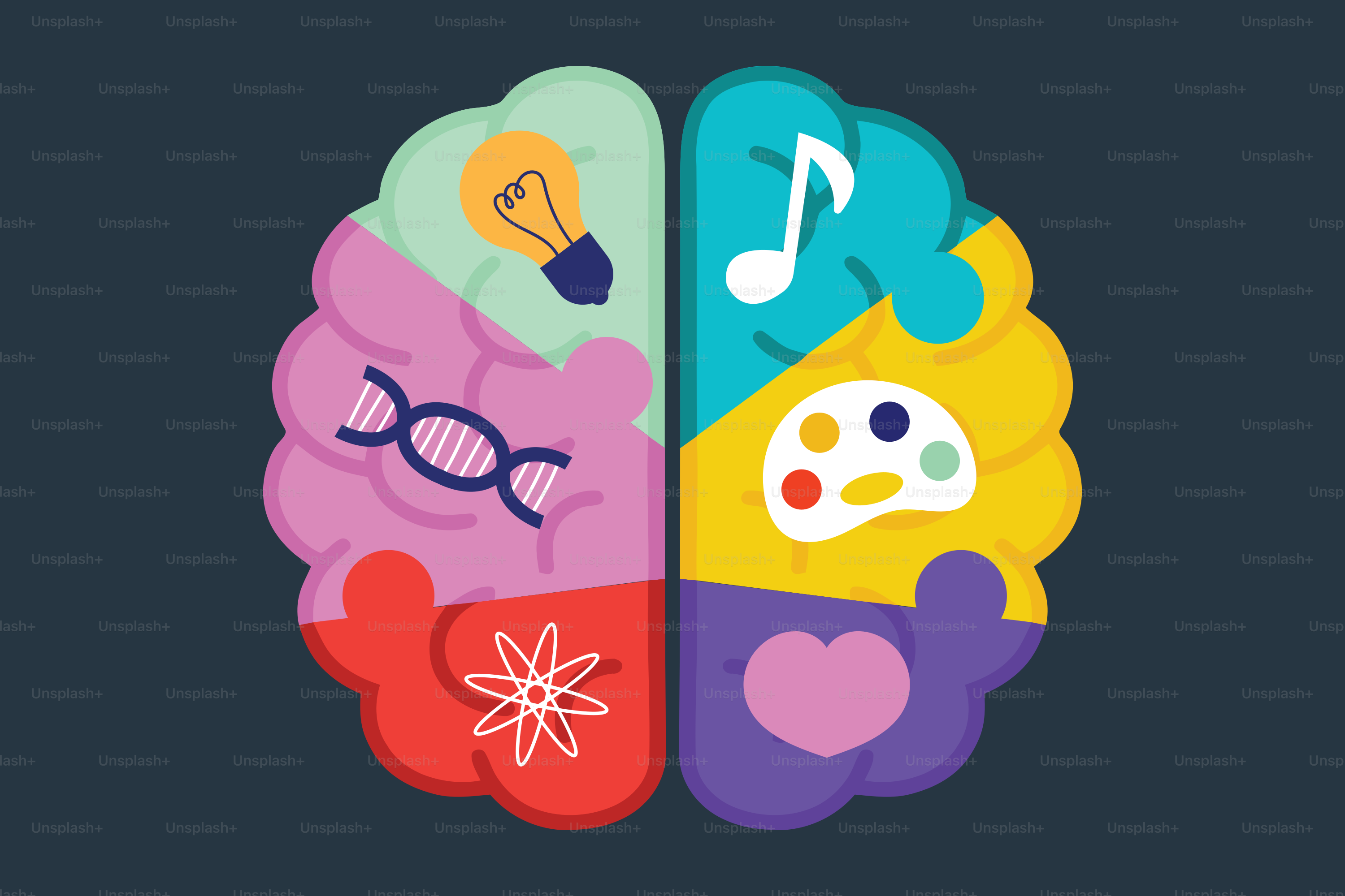 Ilustración del cerebro que muestra diferentes aspectos del cerebro.