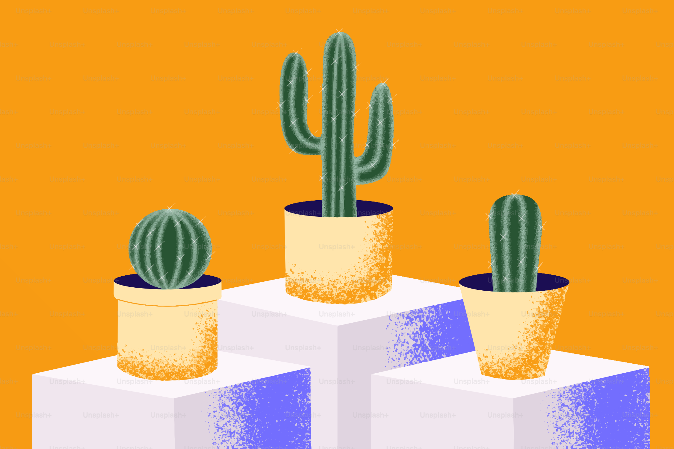 Three potted cacti sit on white platforms.