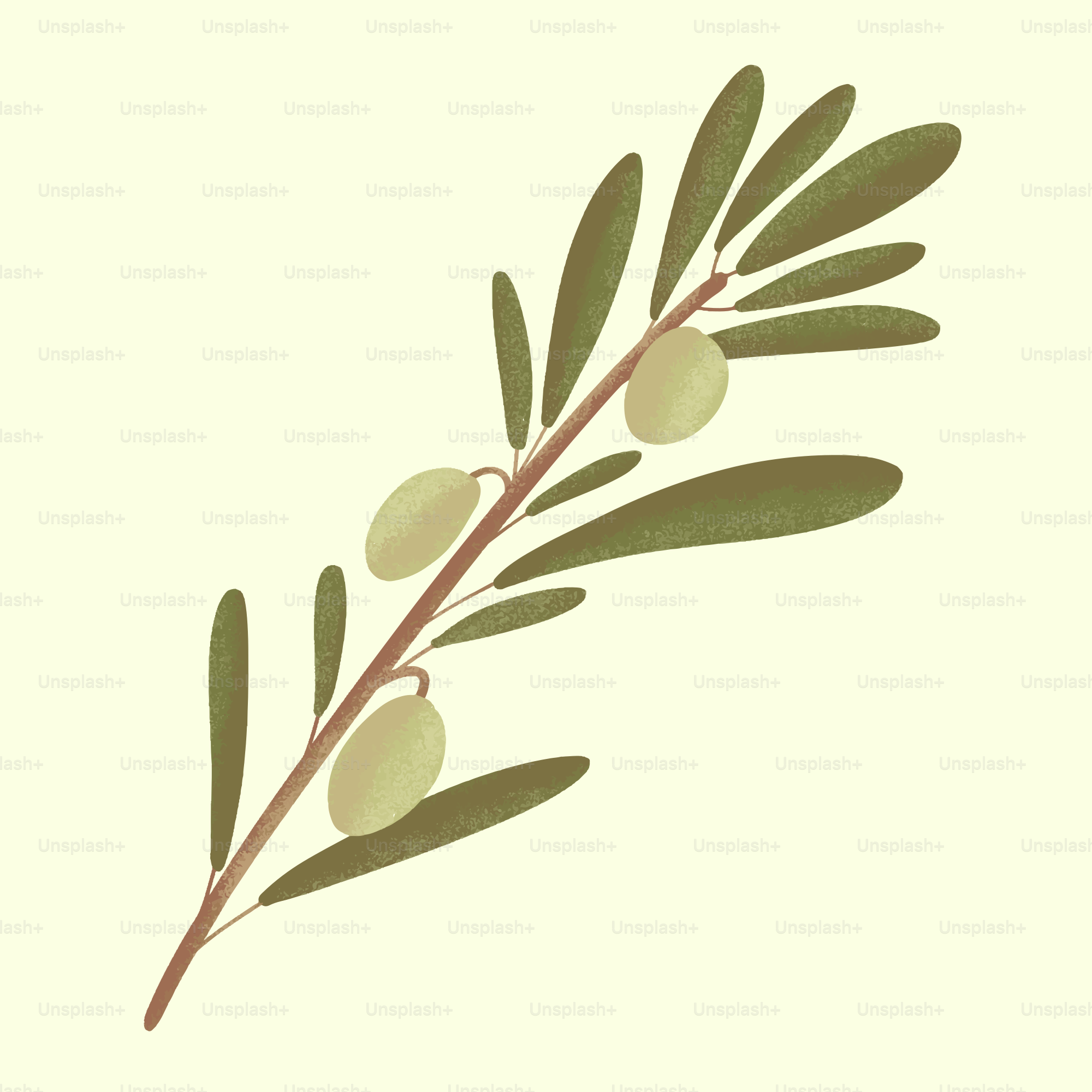 Olive branch illustration with olives and leaves.