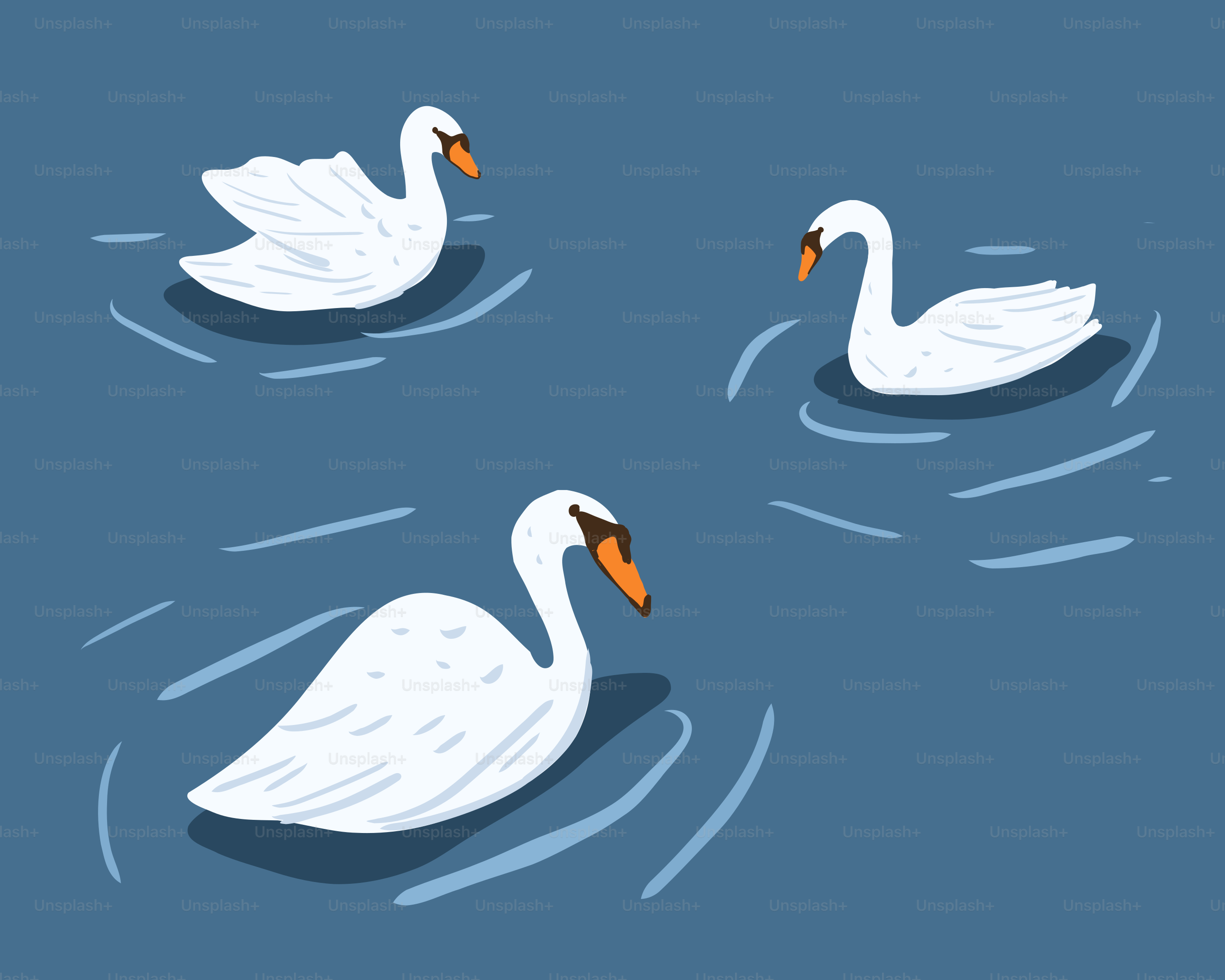 Three white swans swim on the water.