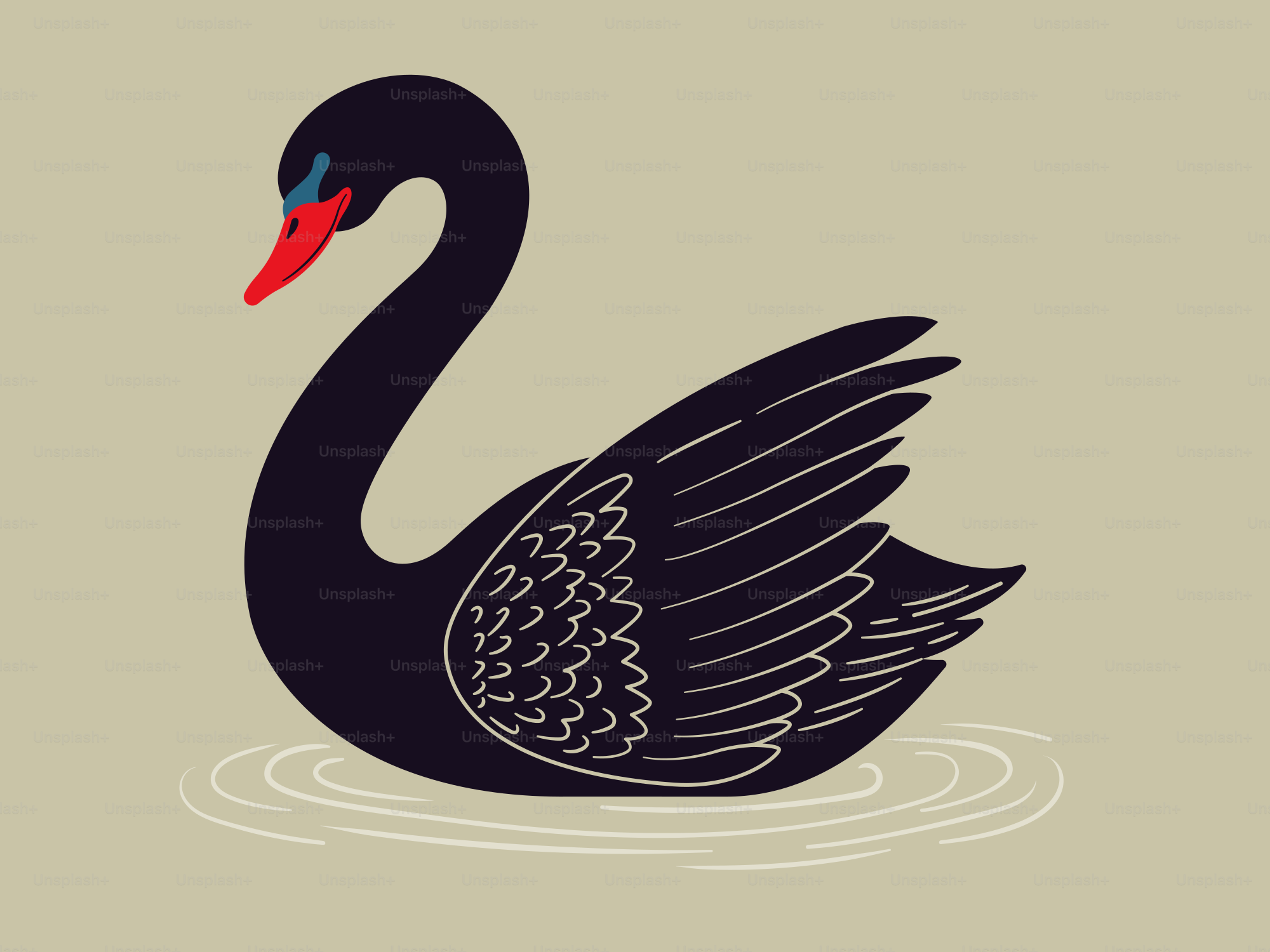 A black swan floating on water.
