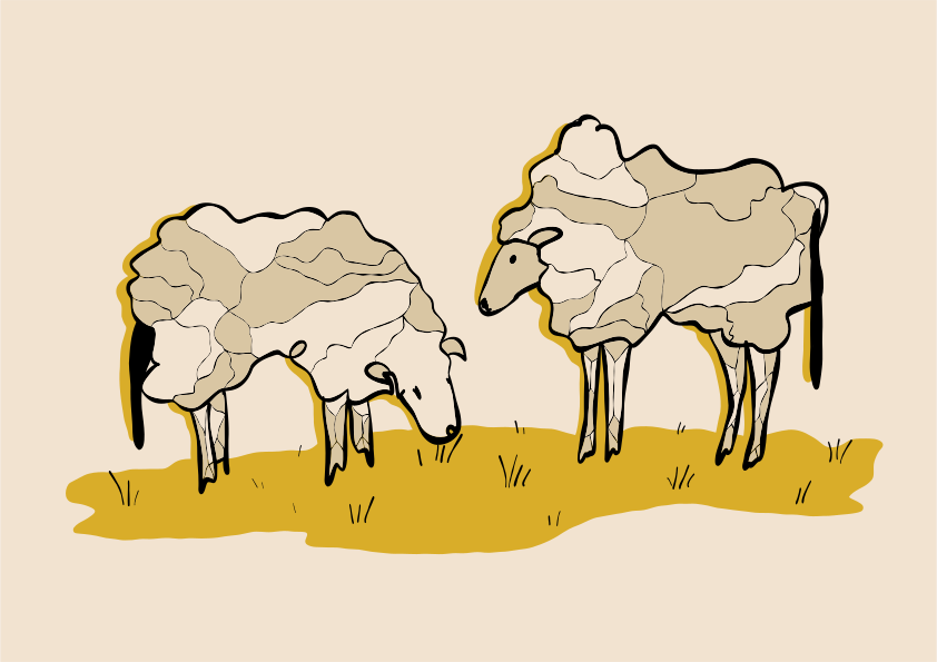 Two sheep graze in a grassy field.