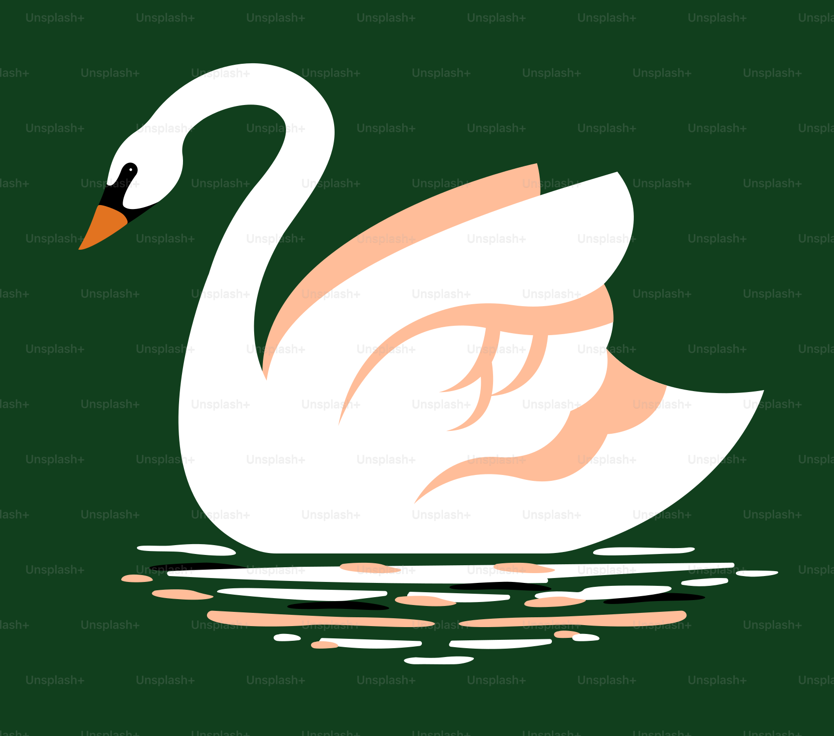 A white swan floats on the water.