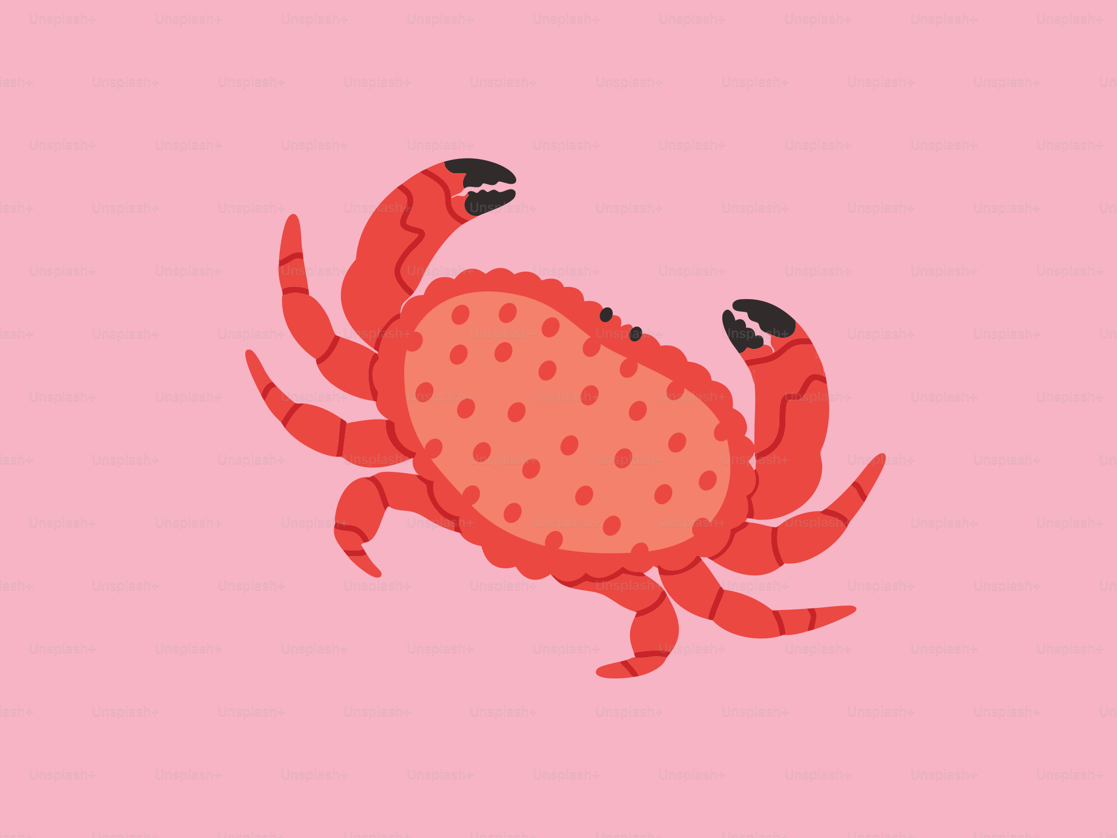 Un cangrejo rojo sobre fondo rosa.