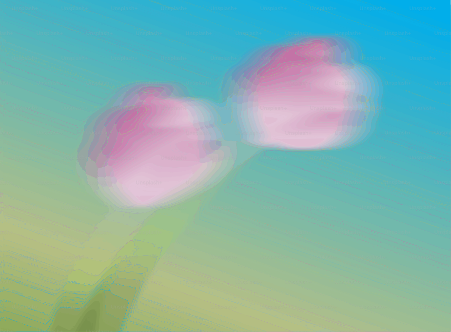 Due fiori rosa sfocati su uno sfumo.