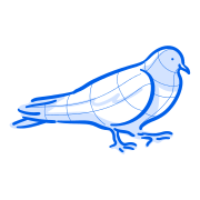 A blue pigeon is illustrated on a white background.