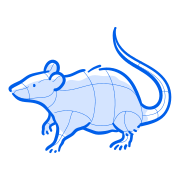 Une illustration de rat bleu avec un corps divisé.