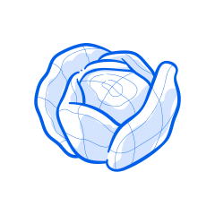 A drawn cabbage in blue outlines.