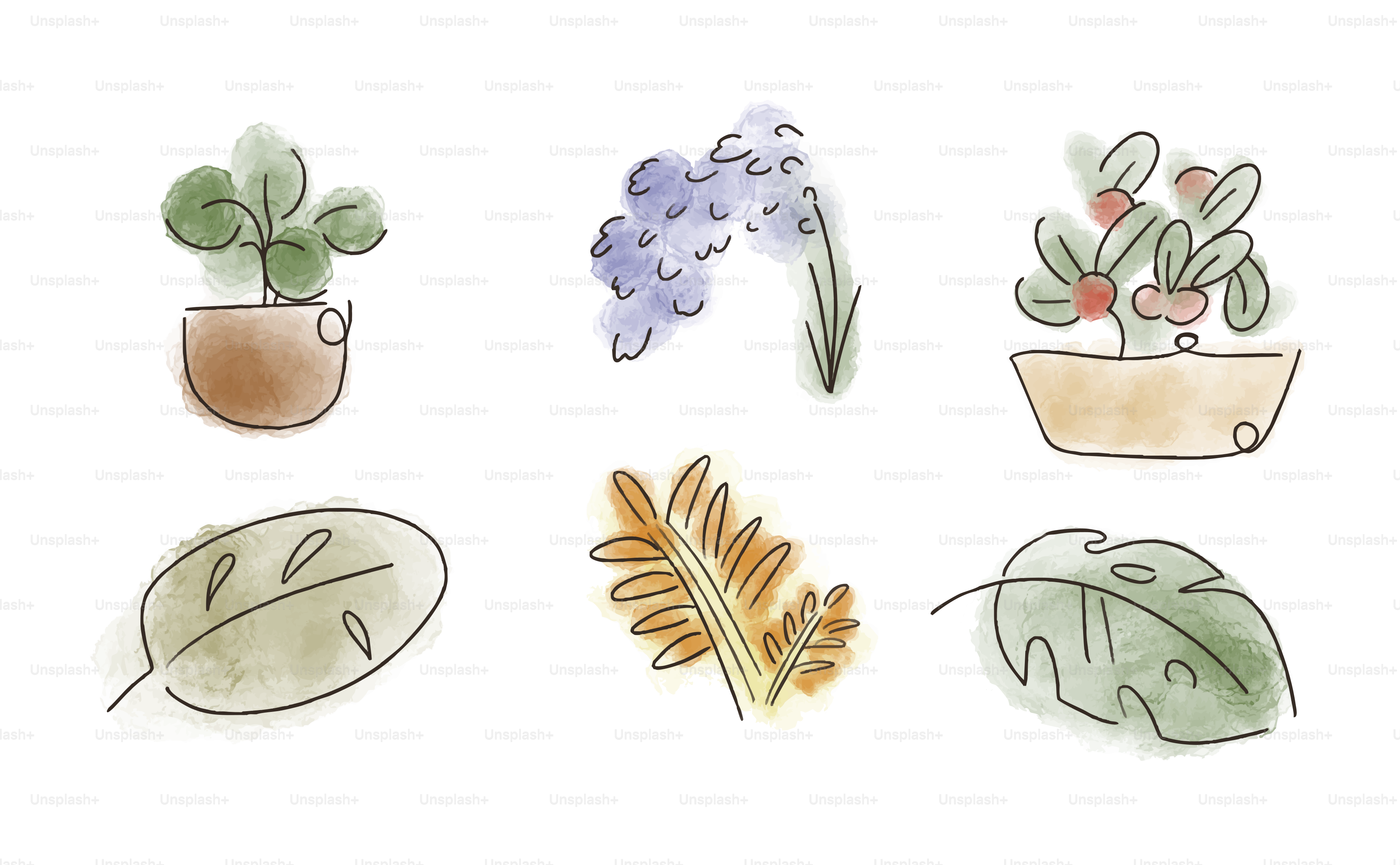 Watercolor drawings of plants and flowers.