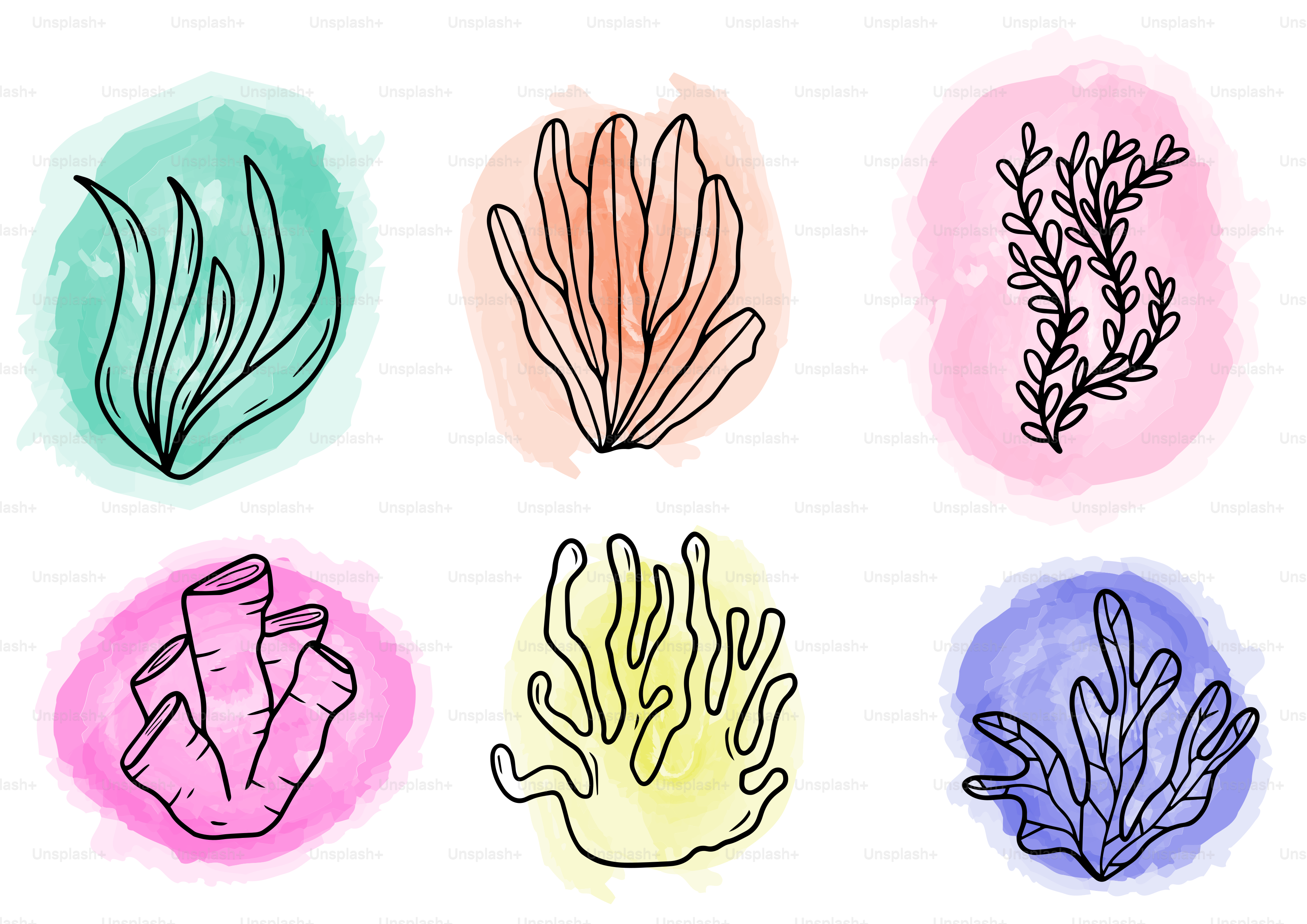 Watercolor illustrations depict various types of sea plants.