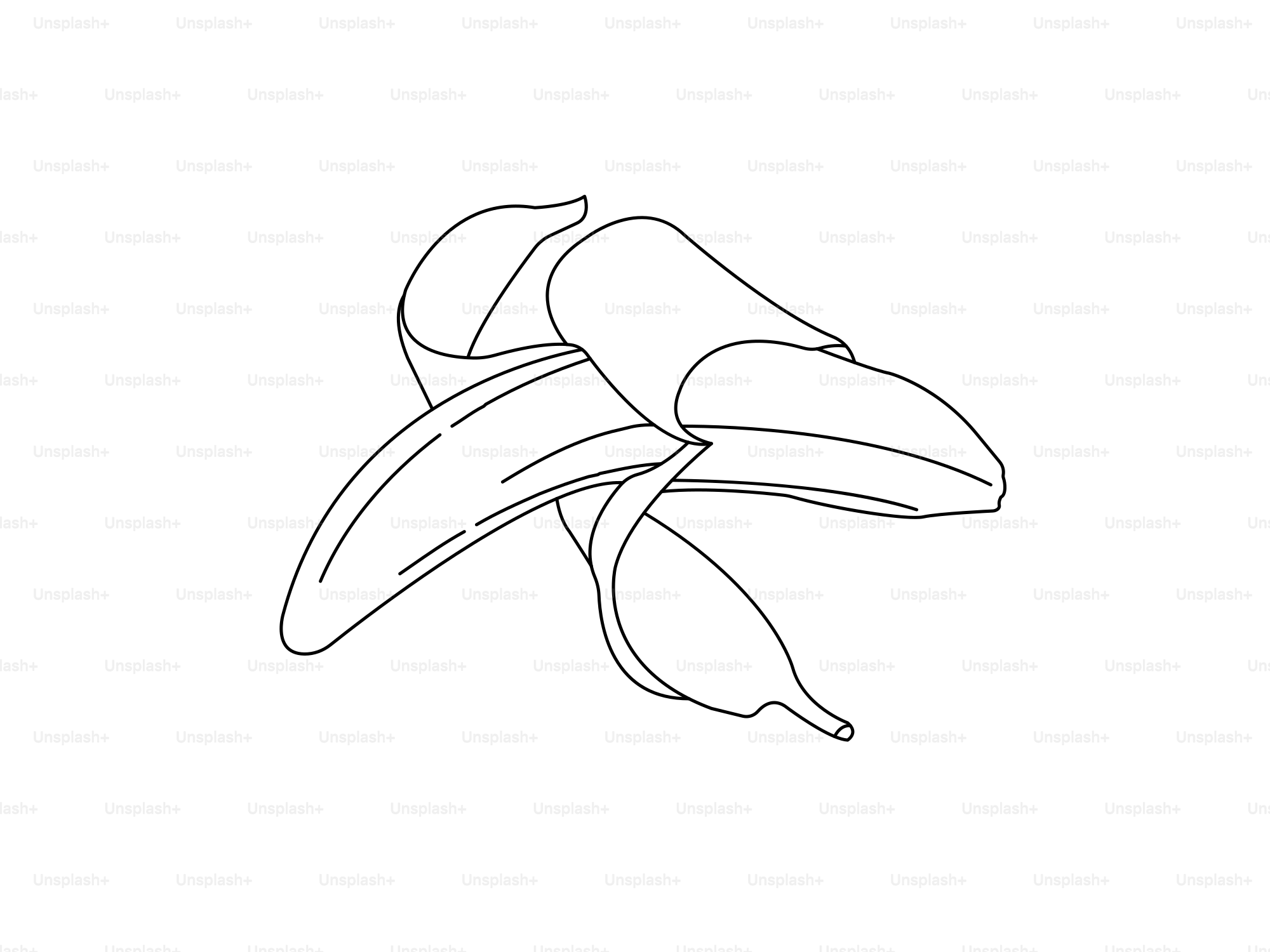 Un plátano pelado está ilustrado sobre un fondo blanco.