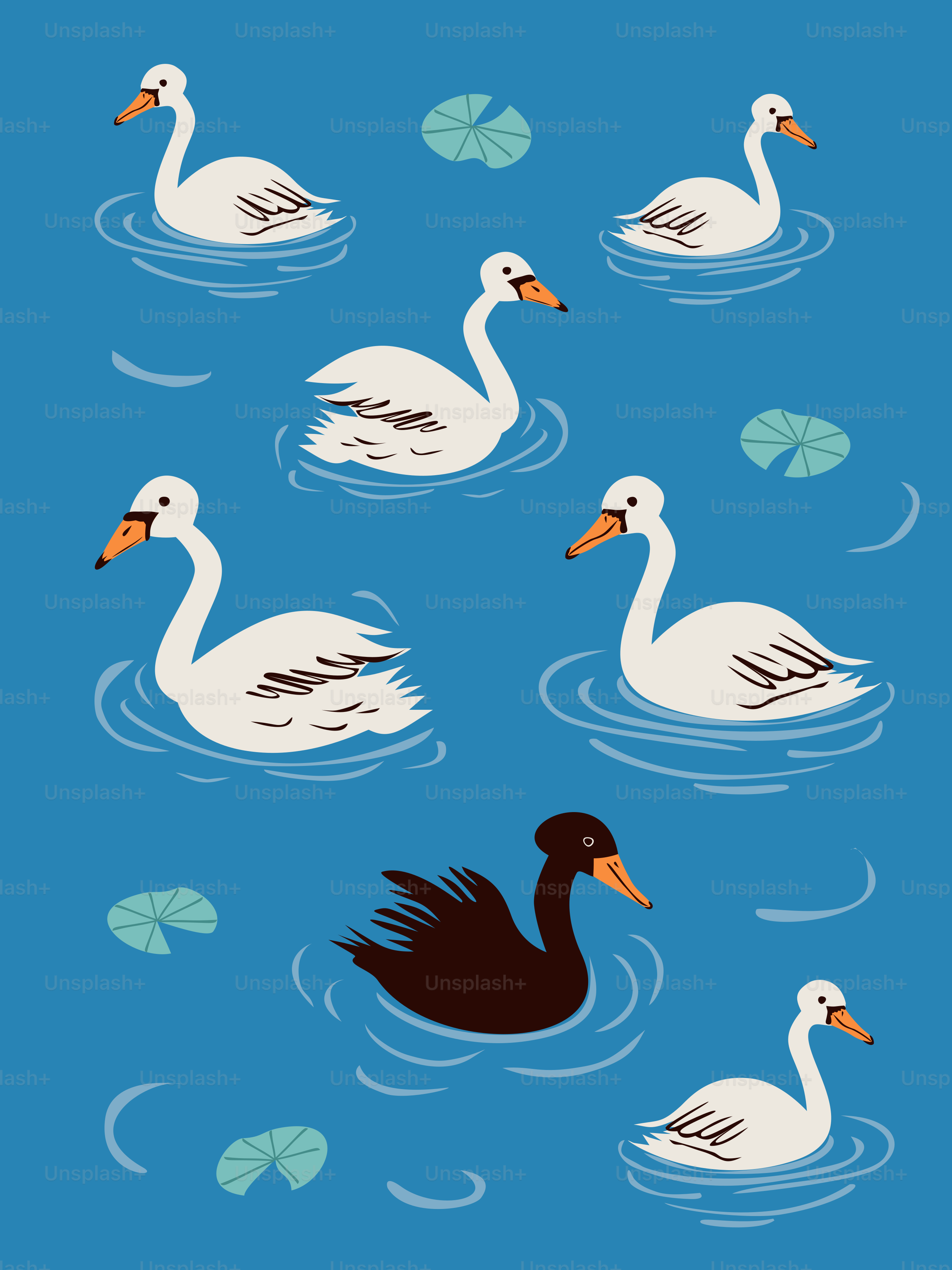 Swans swim in water, with one black among them.