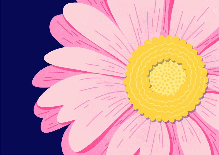 Eine rosa Blume blüht vor einem dunkelblauen Hintergrund.