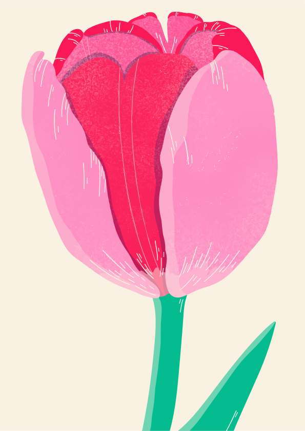 A pink tulip flower is beautifully illustrated.