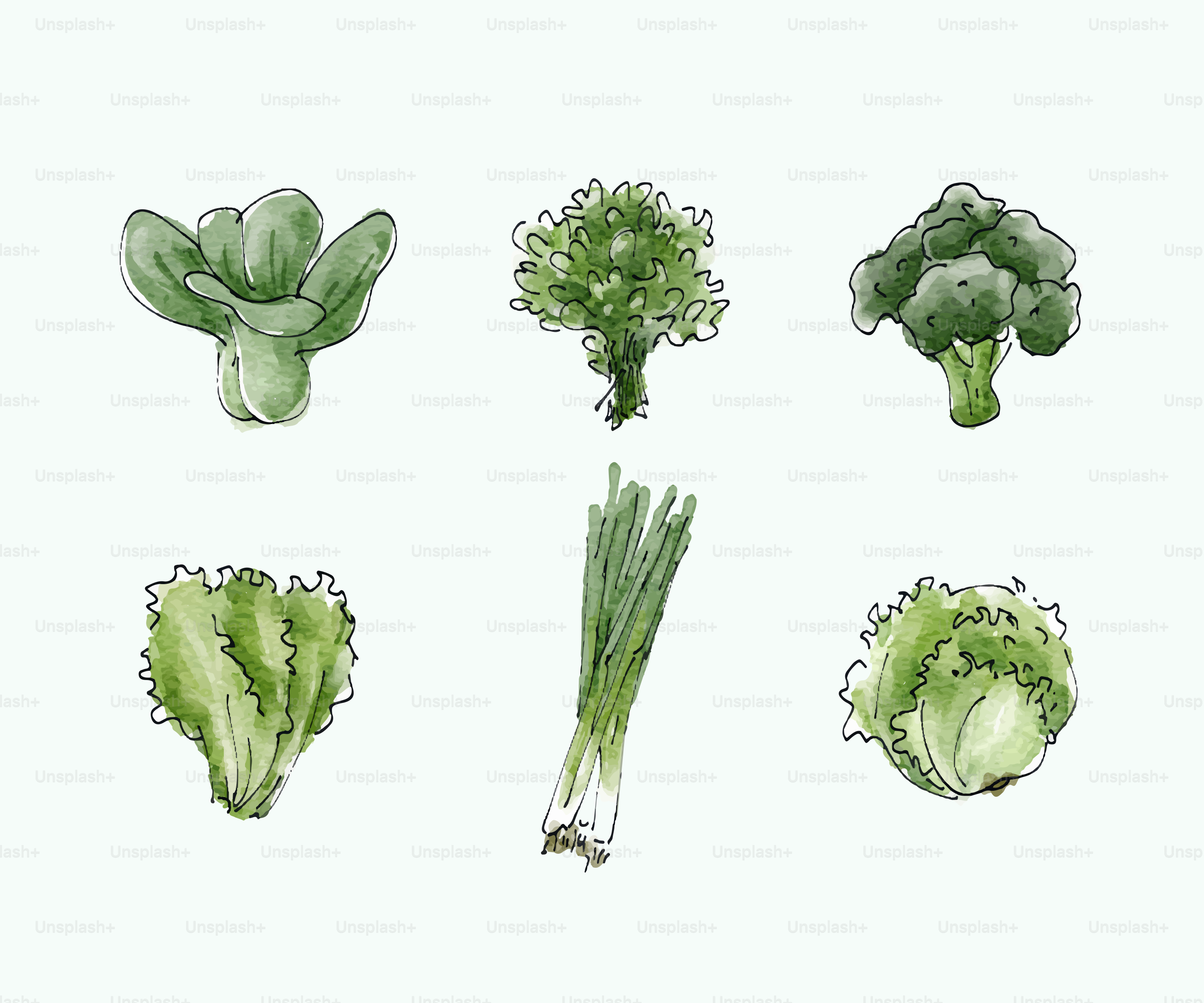 Illustration aquarelle de divers légumes verts.