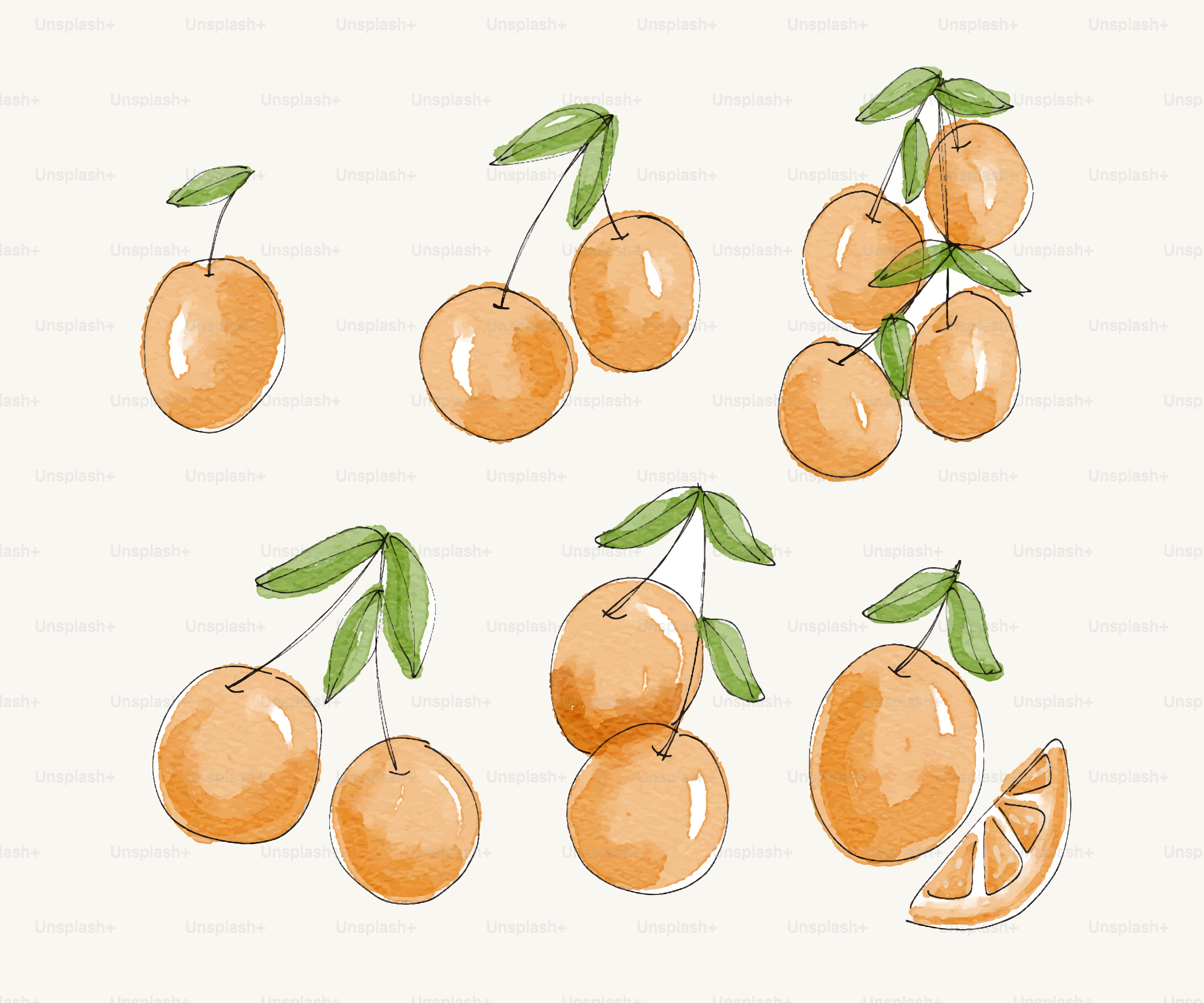 Aquarellorangen mit Blättern sind dargestellt.