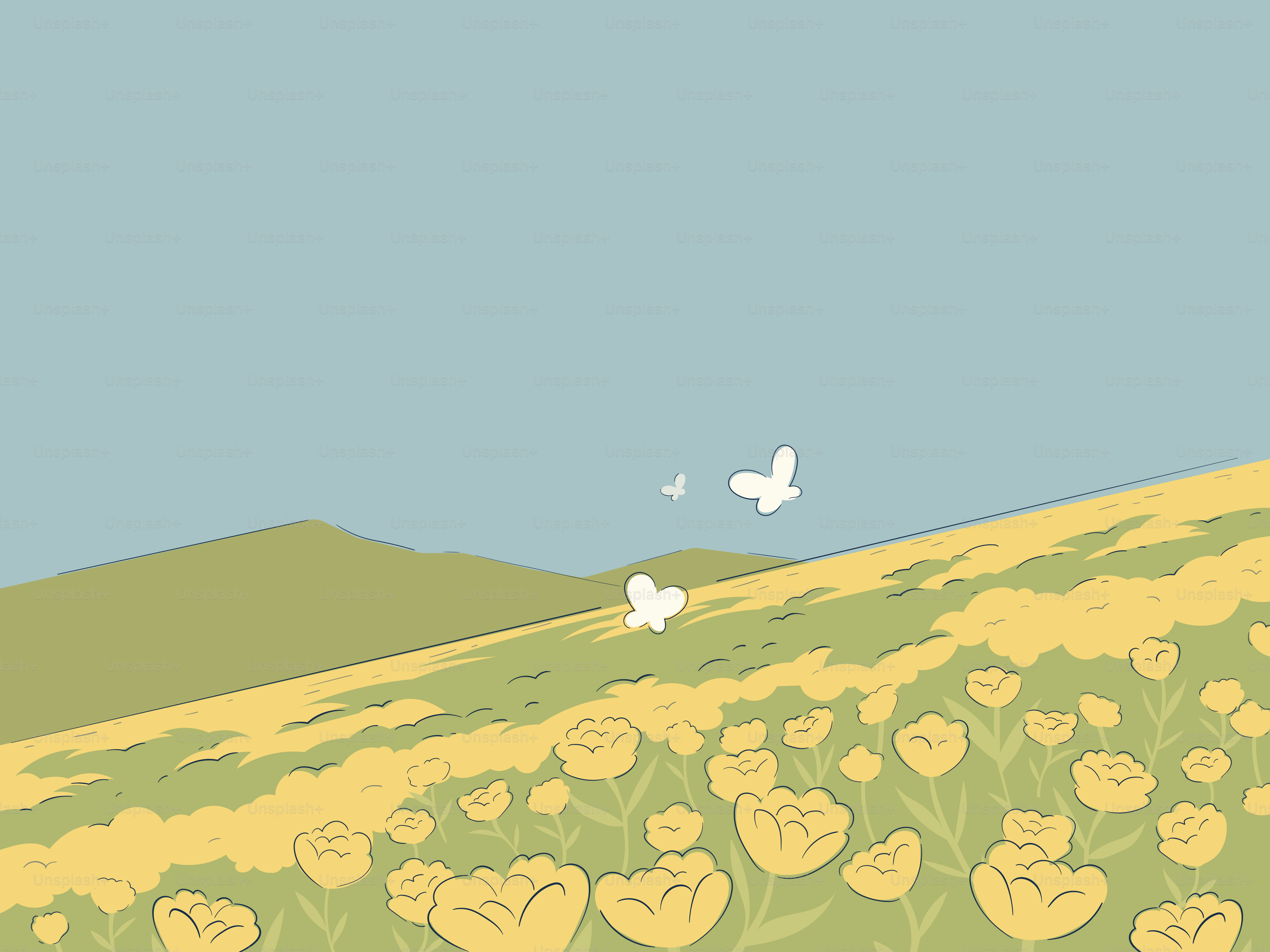 Zwei weiße Schmetterlinge fliegen über ein Feld voller gelber Blumen.