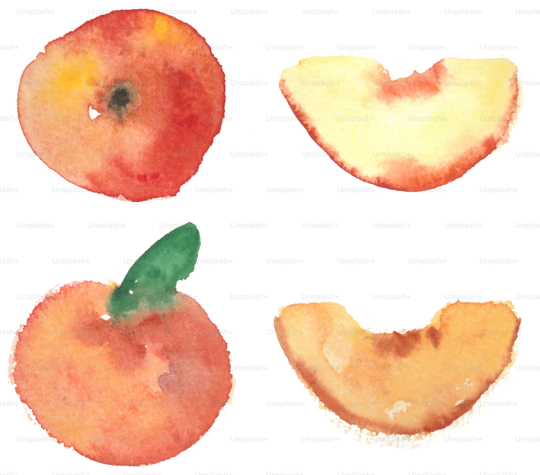 Watercolor peaches and slices on white background