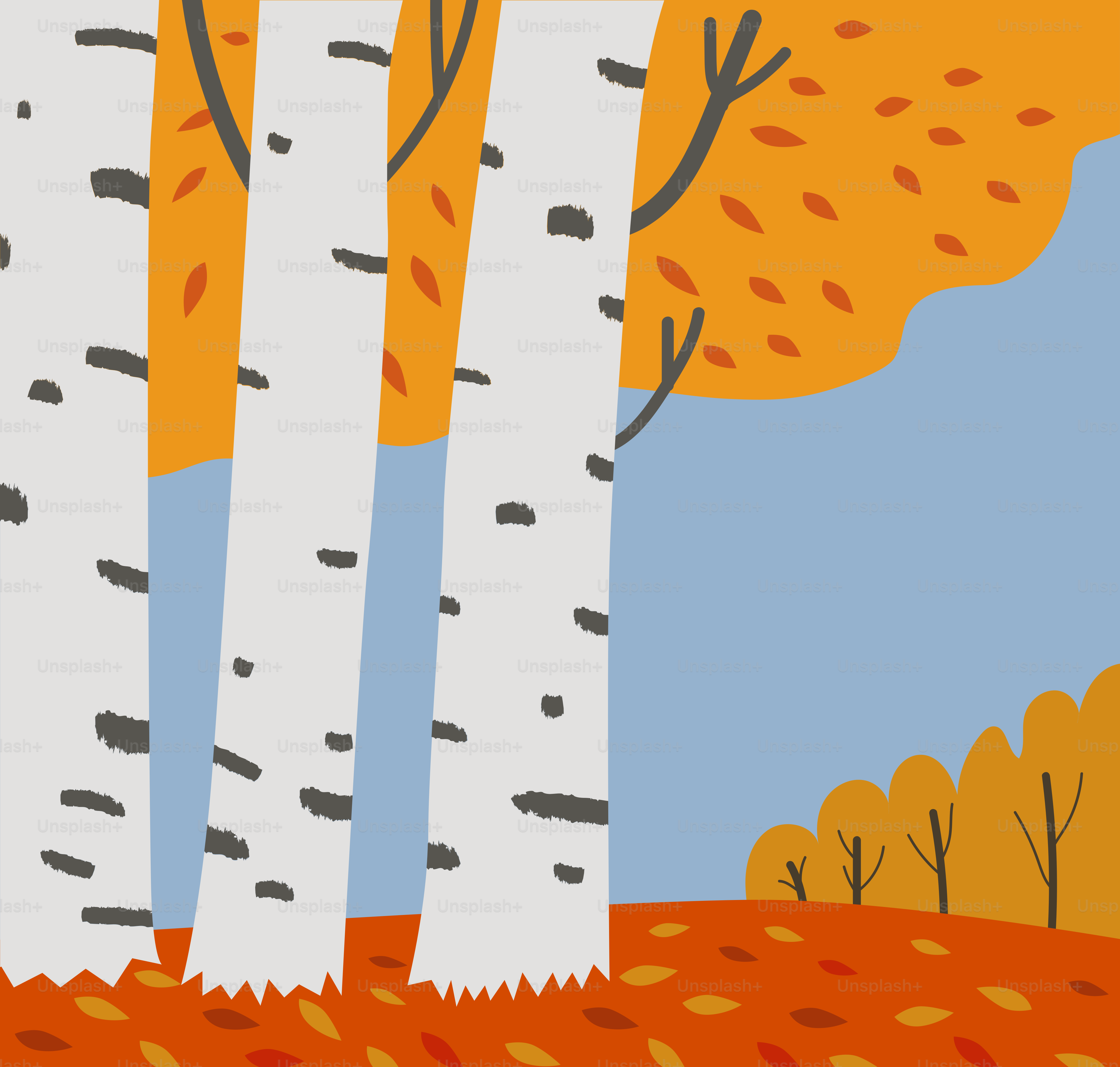 Bouleaux aux feuilles d’automne et ciel bleu
