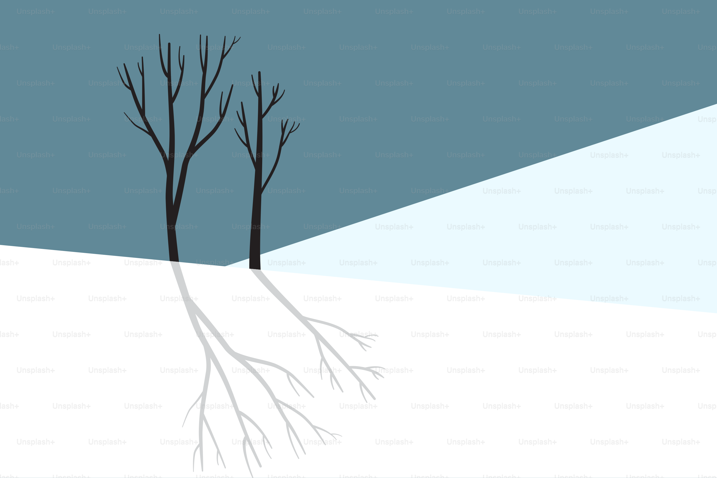 Bare trees casting long shadows on snow