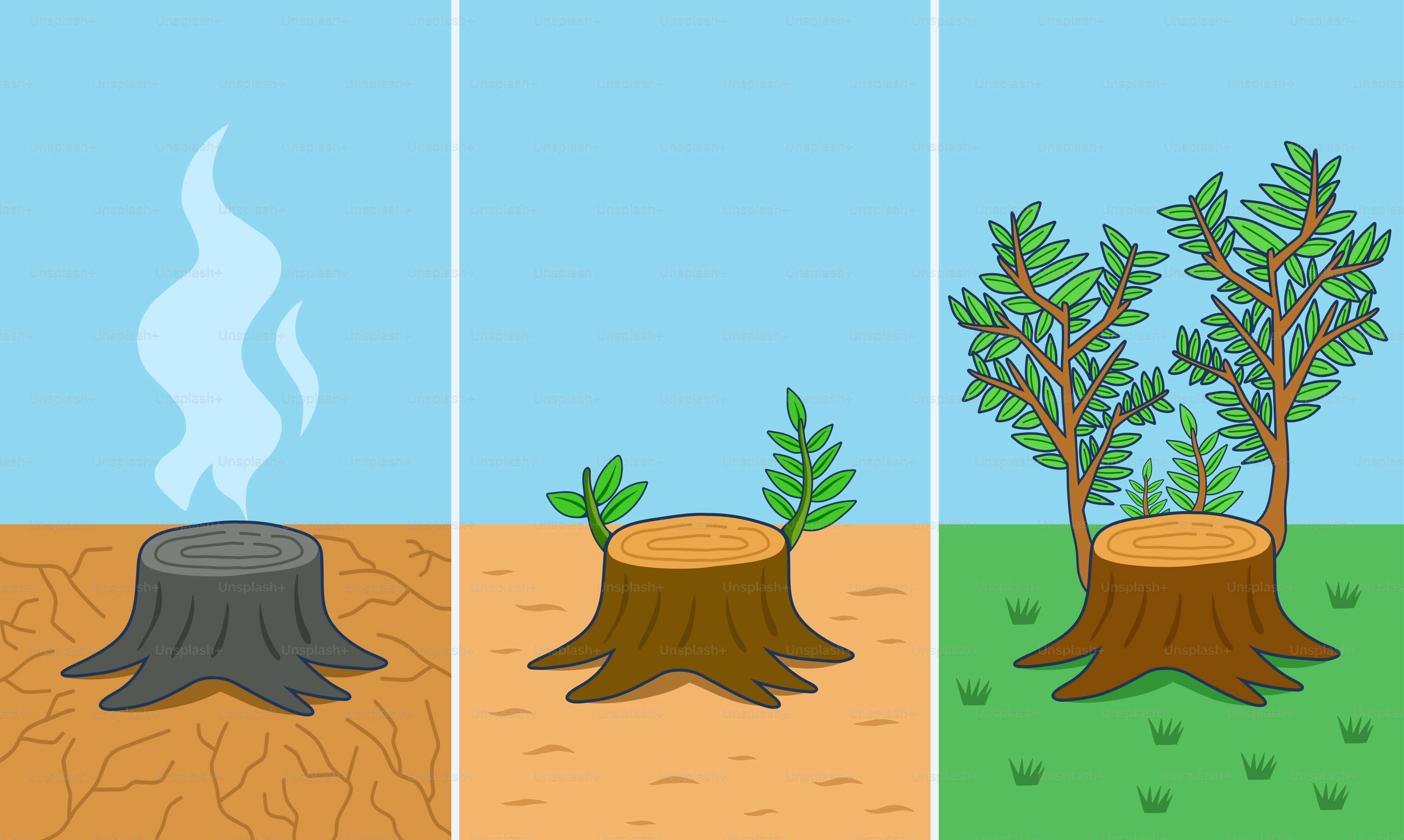 Un tocón de árbol vuelve a crecer y se convierte en un pequeño bosque