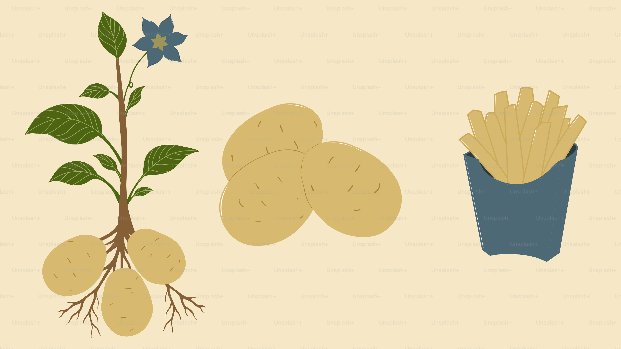 Planta de patata, patatas y patatas fritas