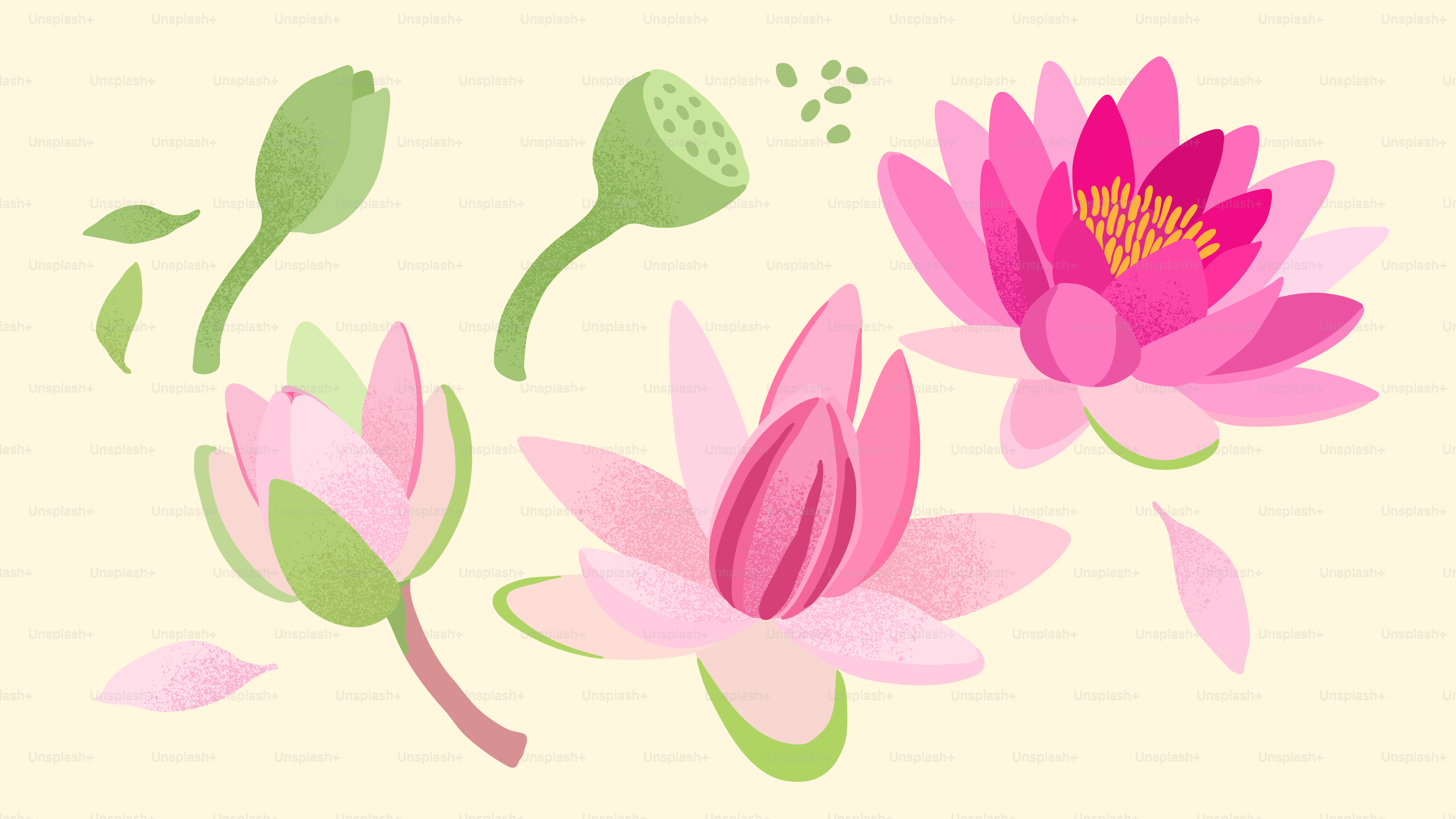 Pink water lilies and buds on a cream background