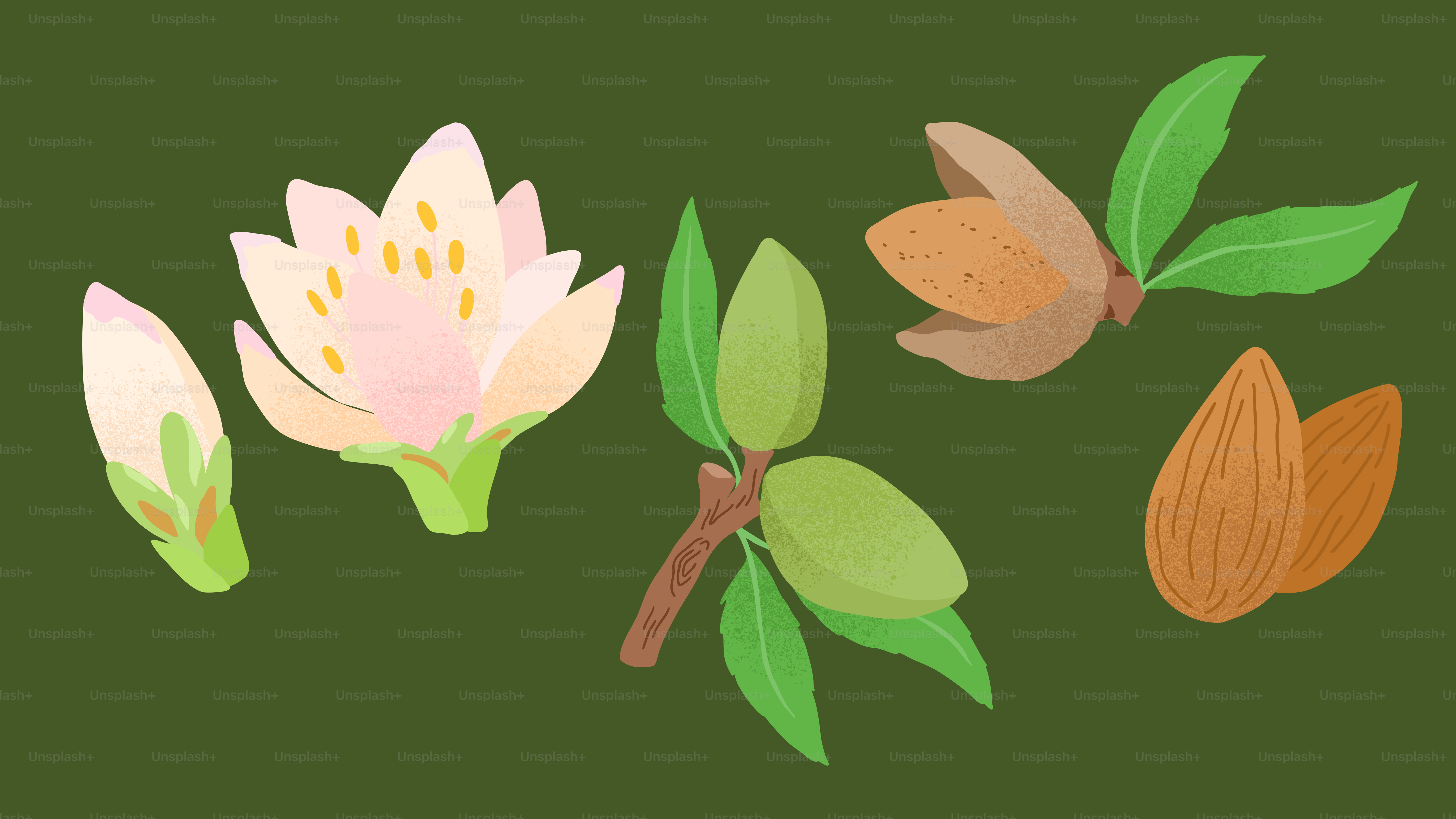 Almond blossoms, unripe almonds, and mature almonds