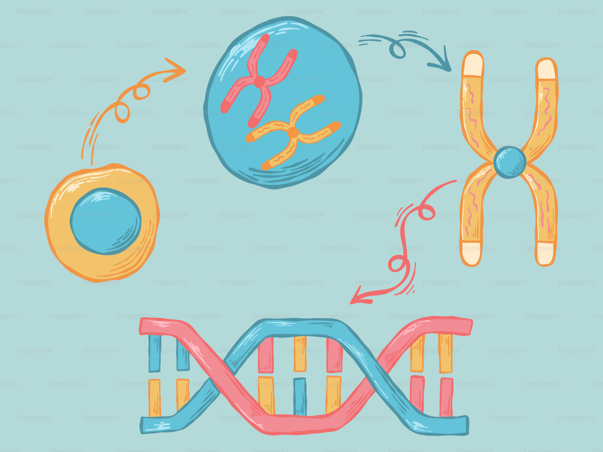 Komponen seluler dan ilustrasi struktur dna