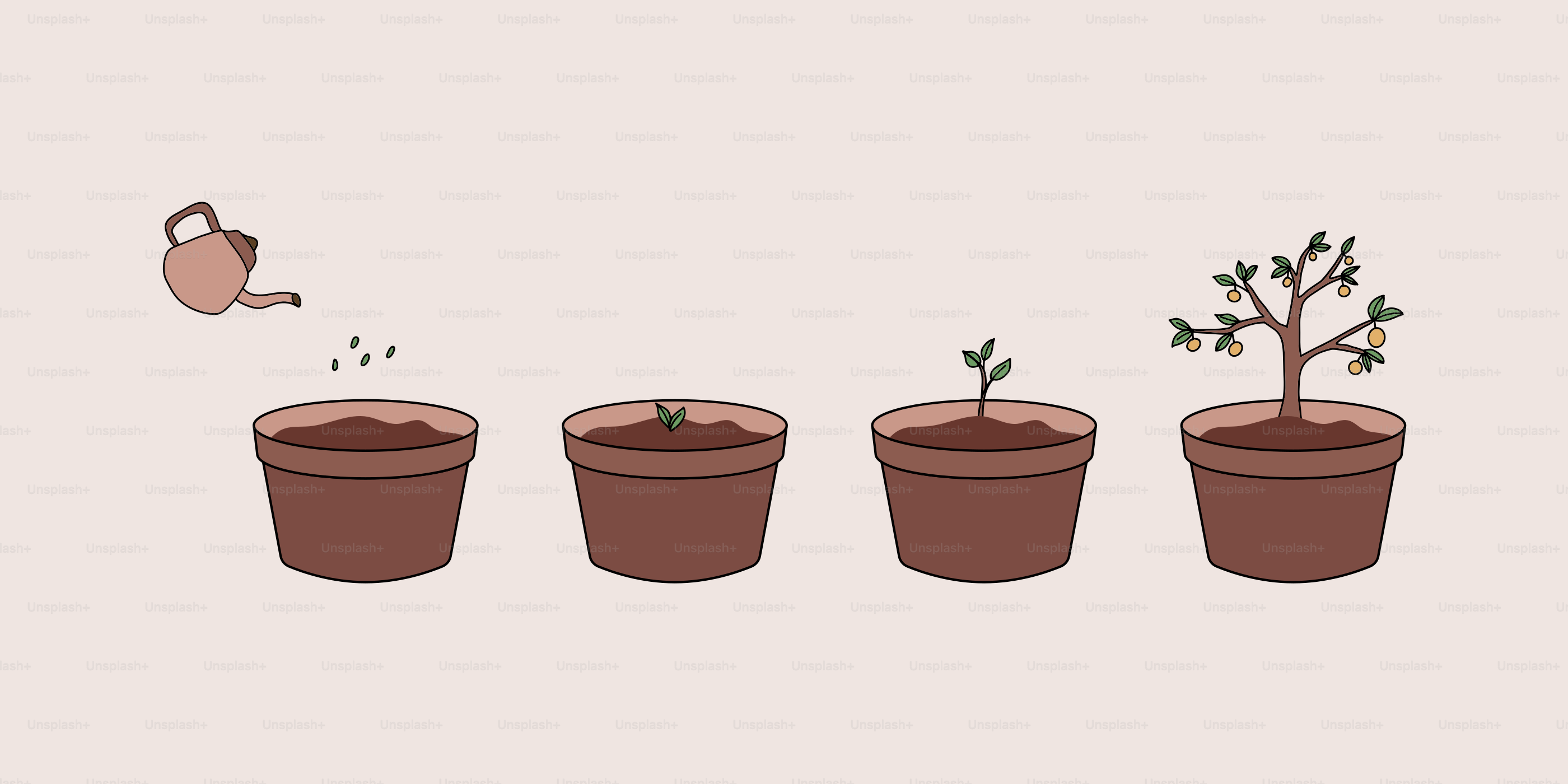 Les stades de croissance de la plante, de la graine au petit arbre.