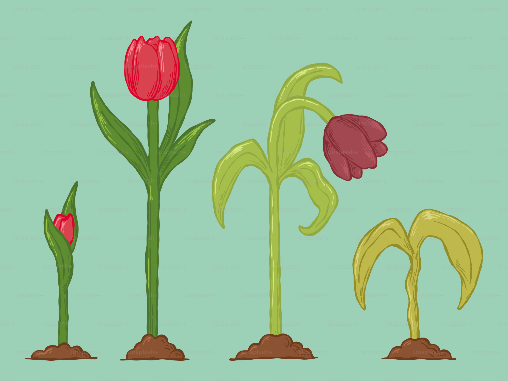Tulip growth stages from bud to wilting