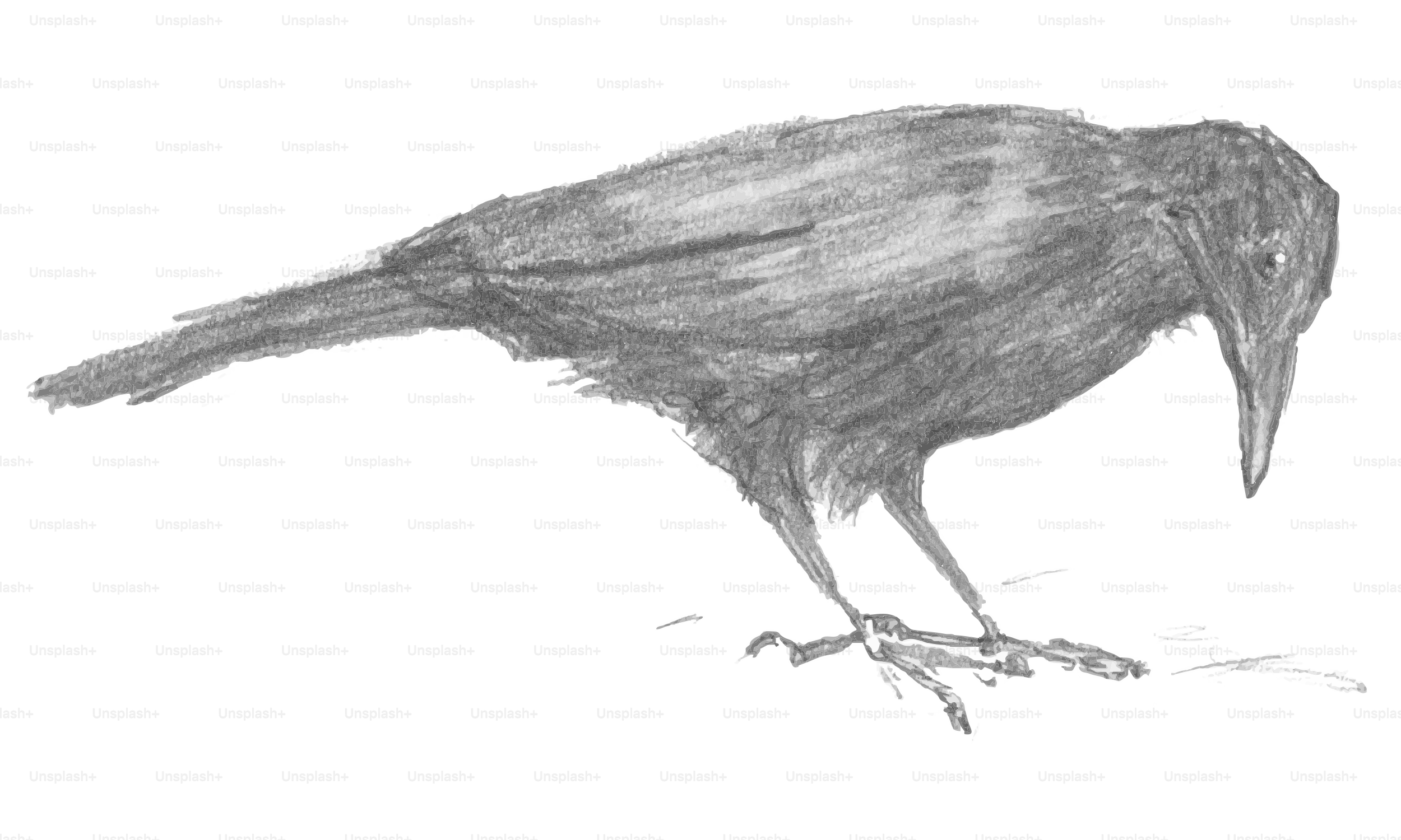 Pencil sketch of a crow looking down