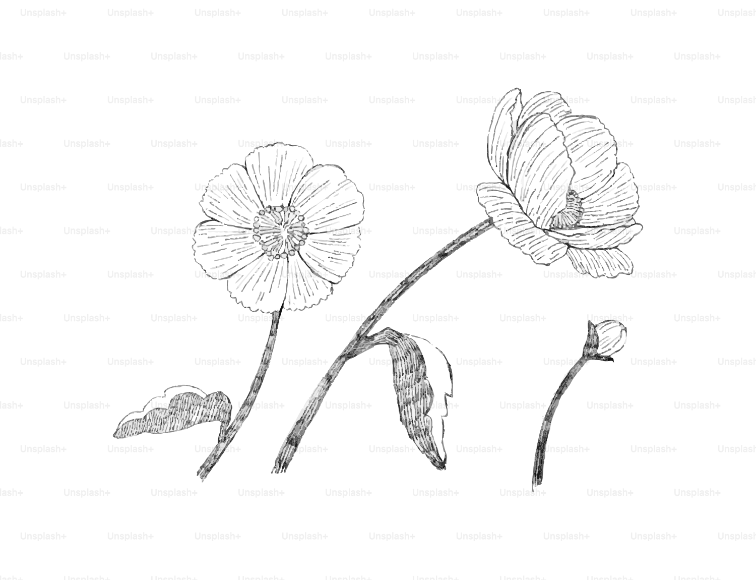 Pencil sketch of two blooming flowers and a bud.