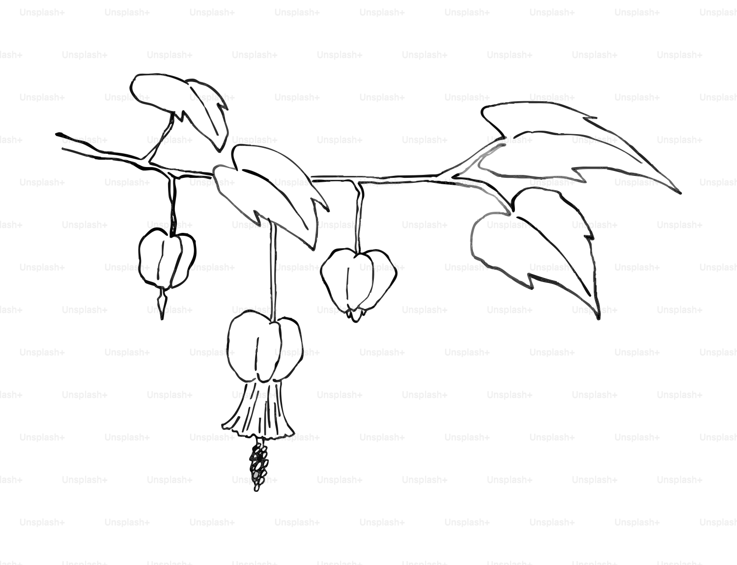 Branch with hanging flowers and leaves