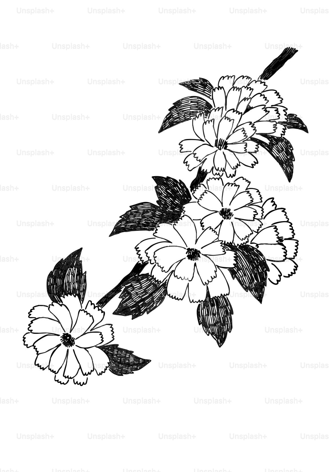 Black and white drawing of flowers on a branch.