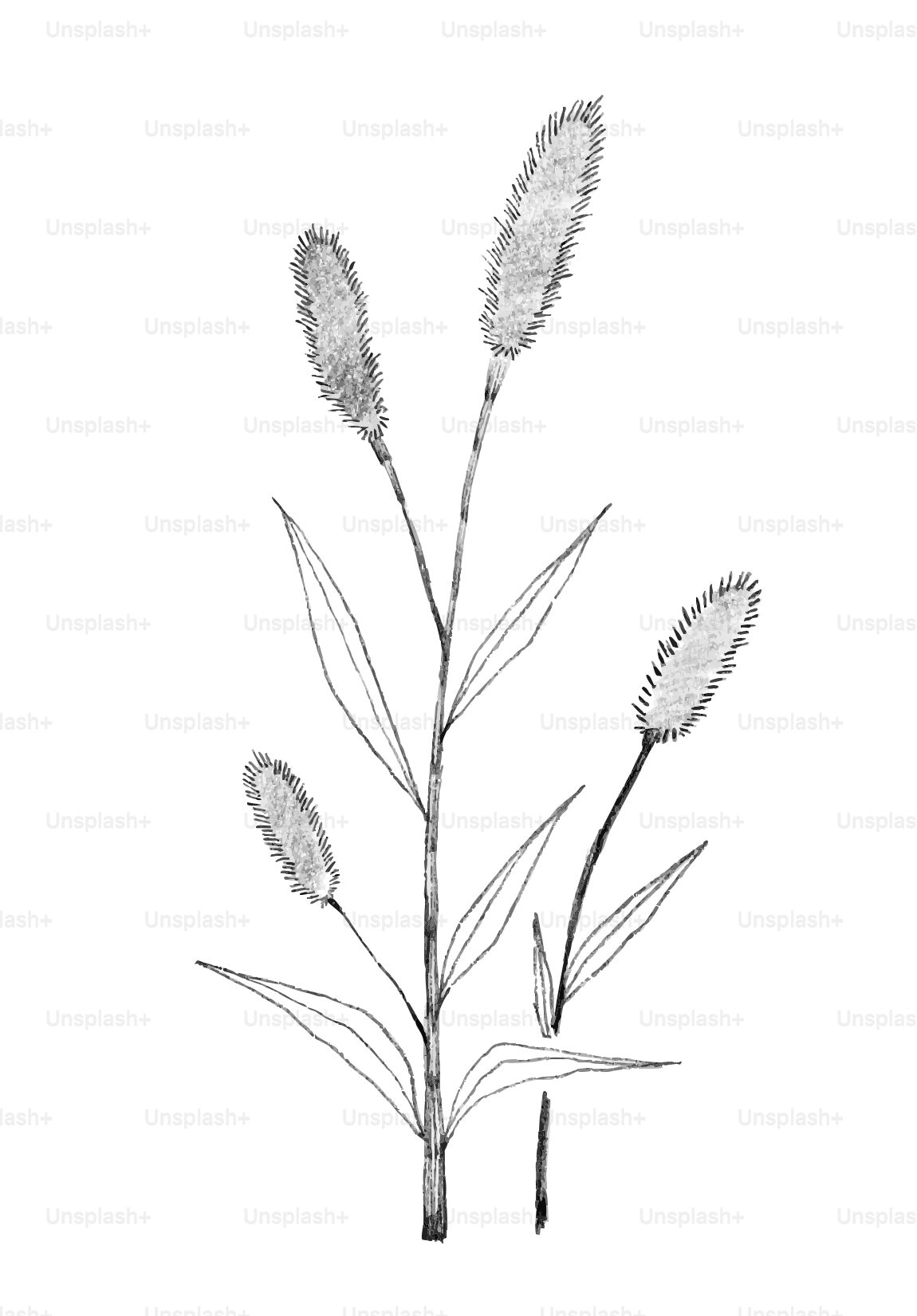 Pencil sketch of a cattail plant on white background