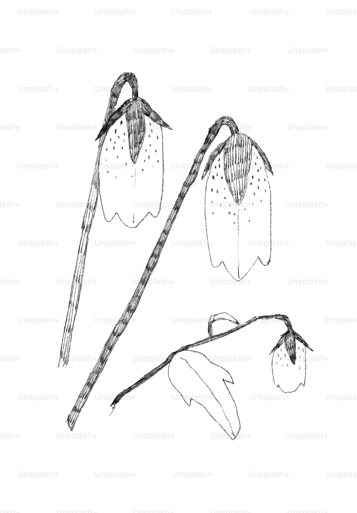 Three delicate bell-shaped flowers on thin stems.