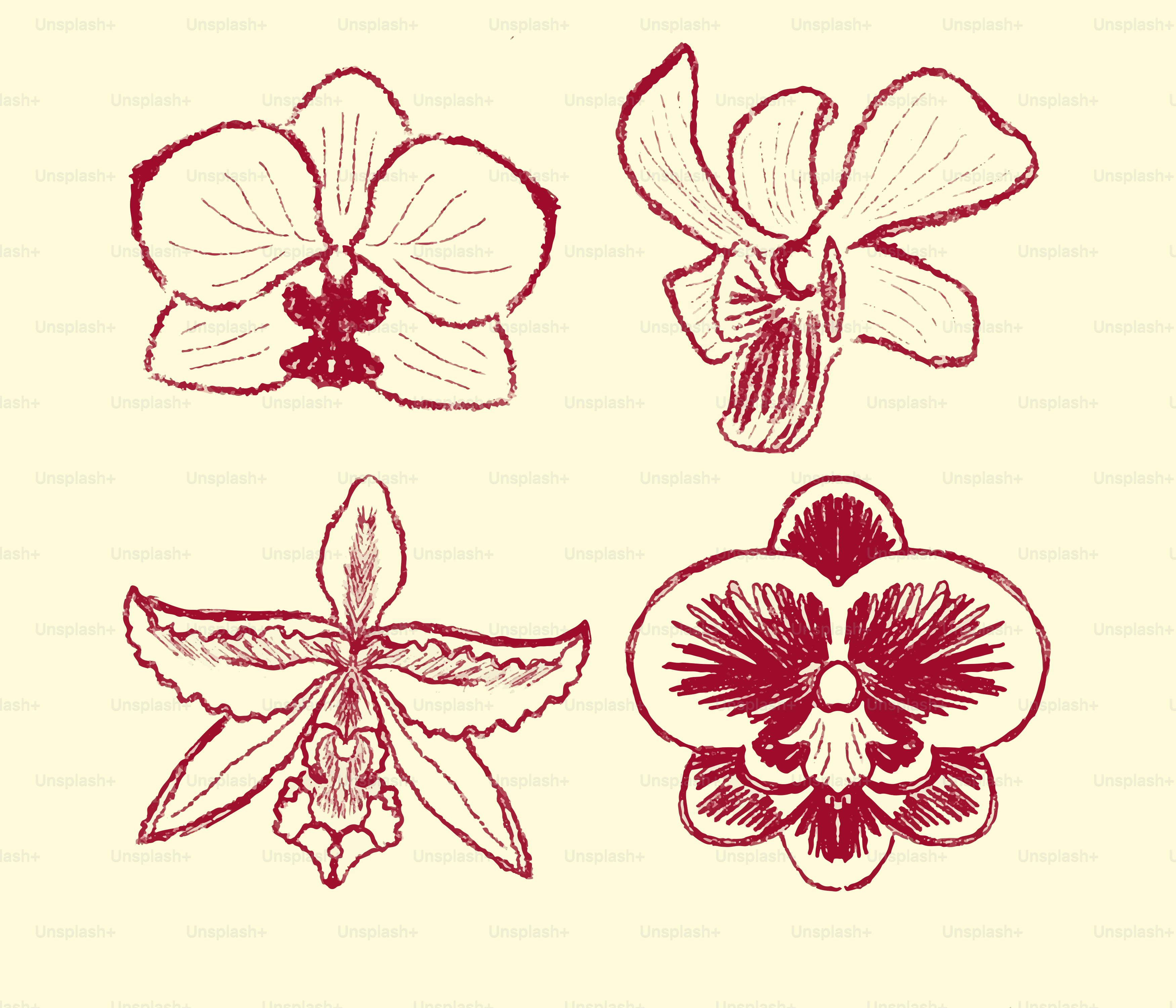 Vier handgezeichnete Orchideenillustrationen auf cremefarbenem Hintergrund