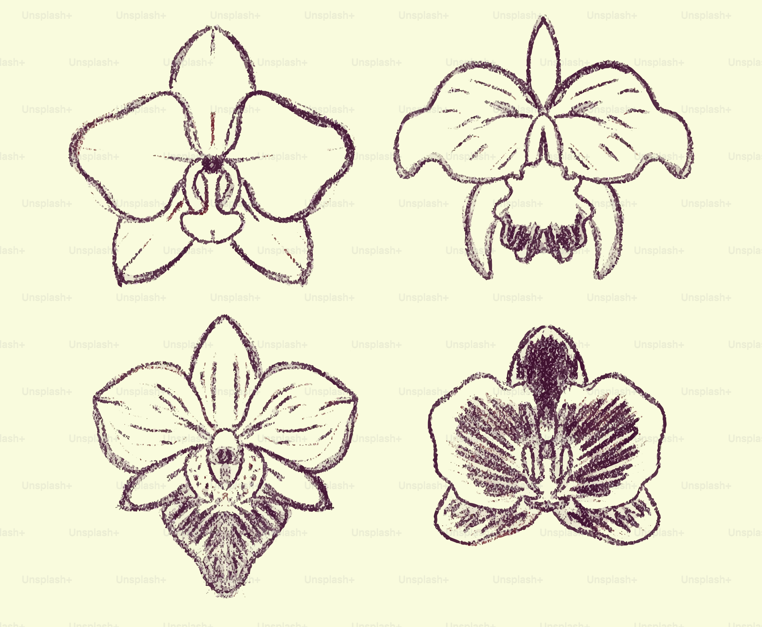Cuatro bocetos de orquídeas dibujadas a mano sobre fondo crema.