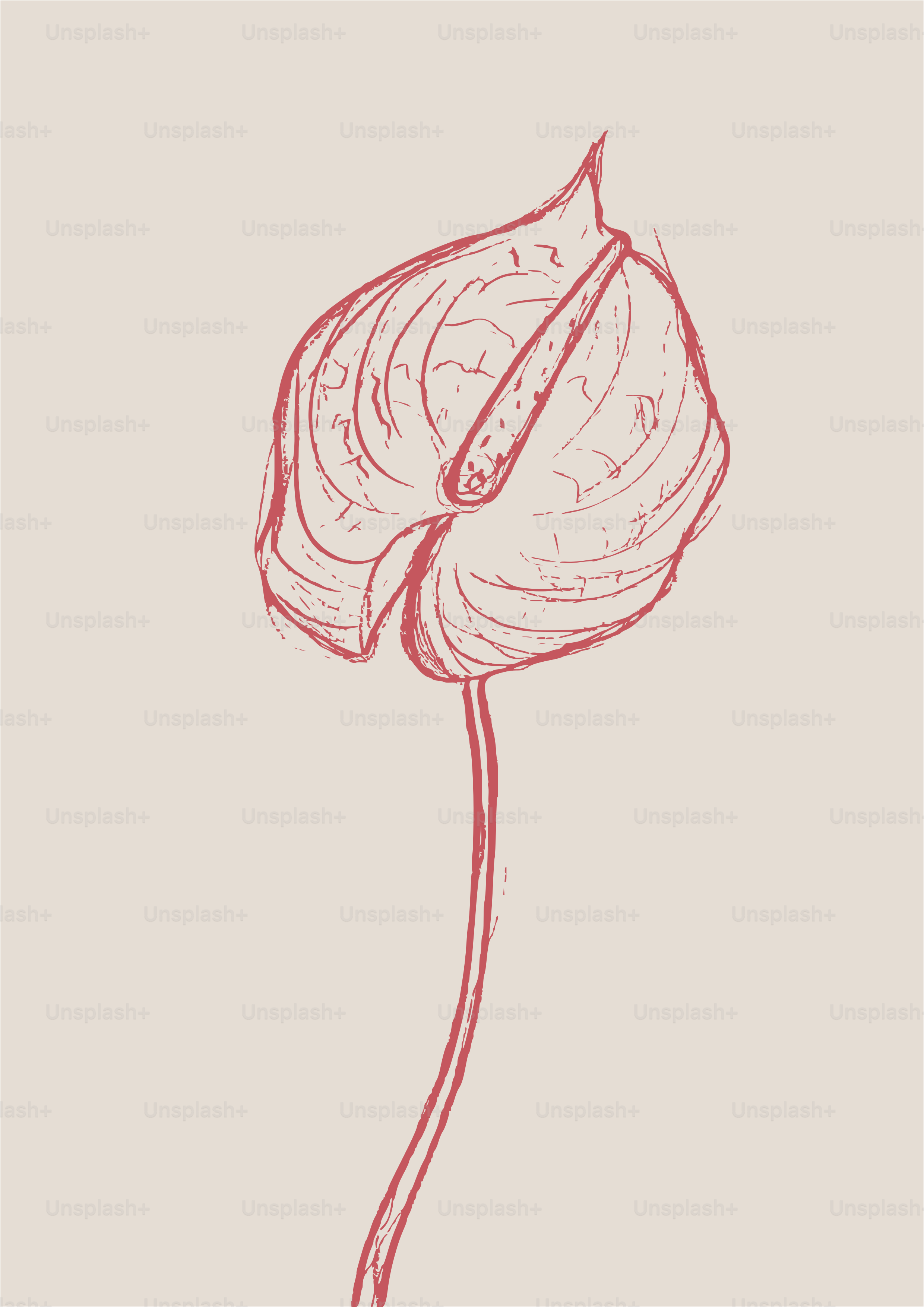 Red anthurium flower sketch on a plain background