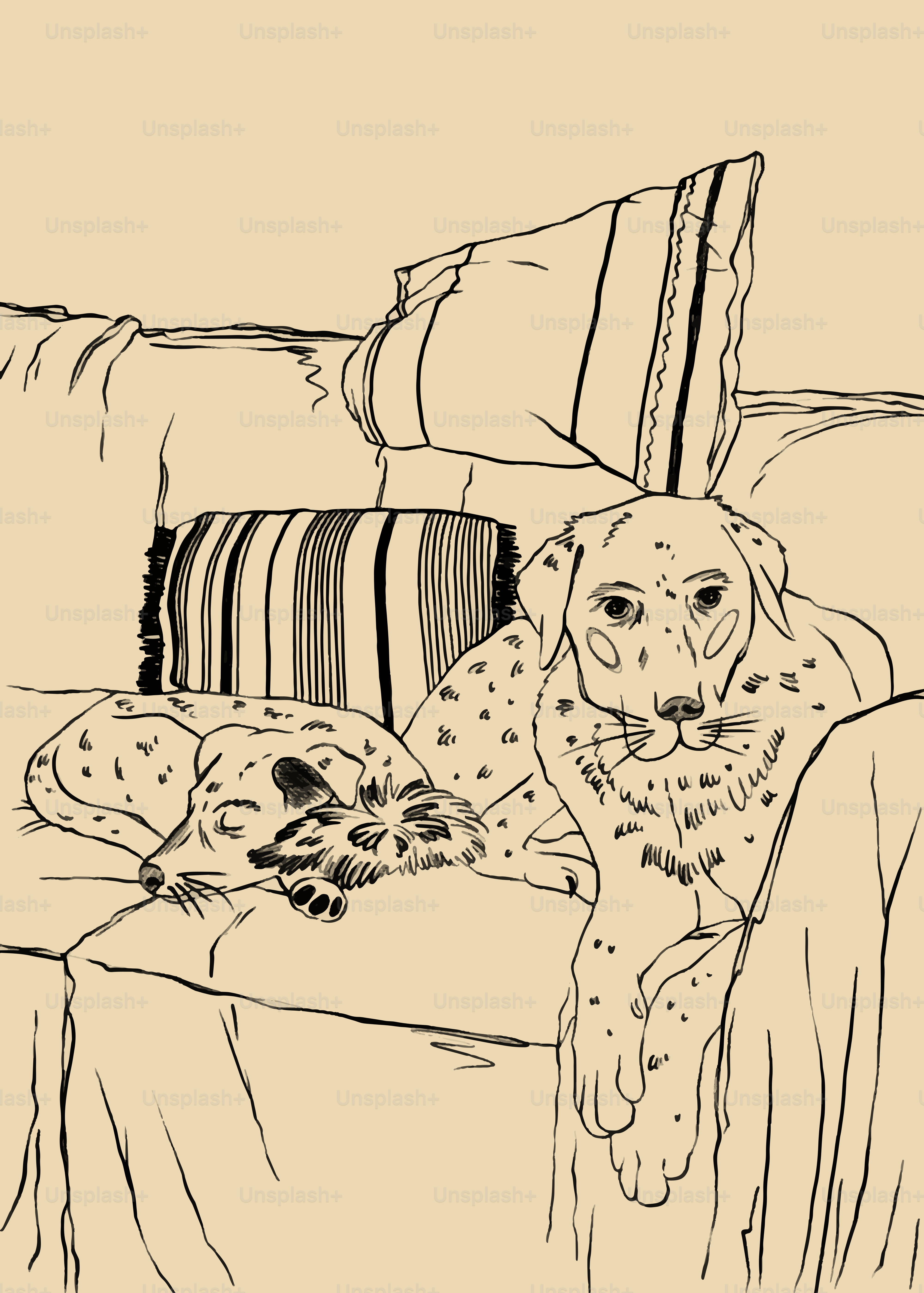 Zwei Hunde ruhen auf einer Couch mit Kissen