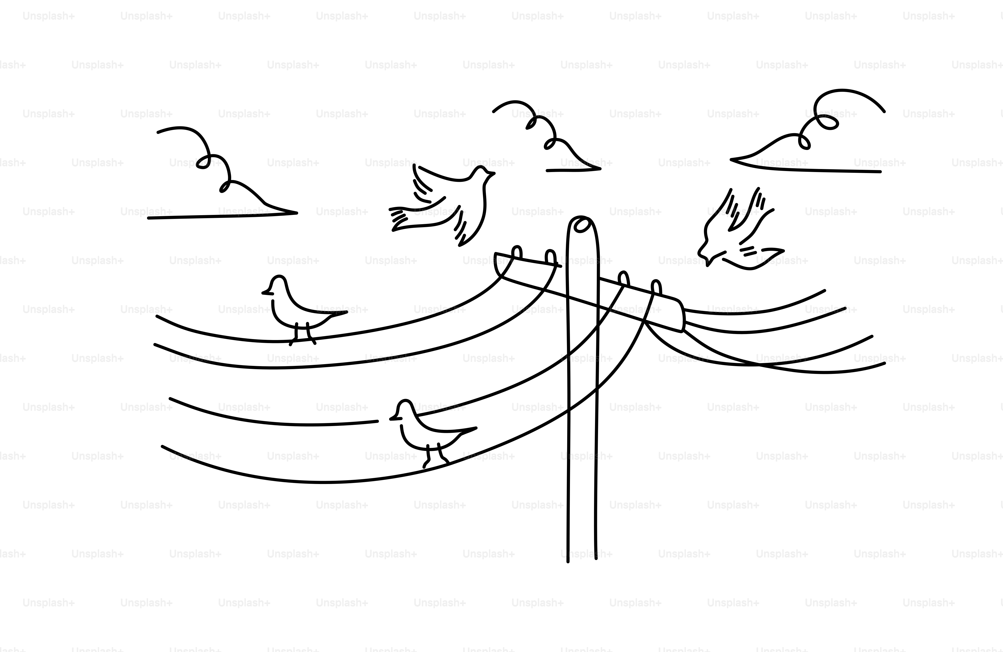 Birds perched on wires near a utility pole.