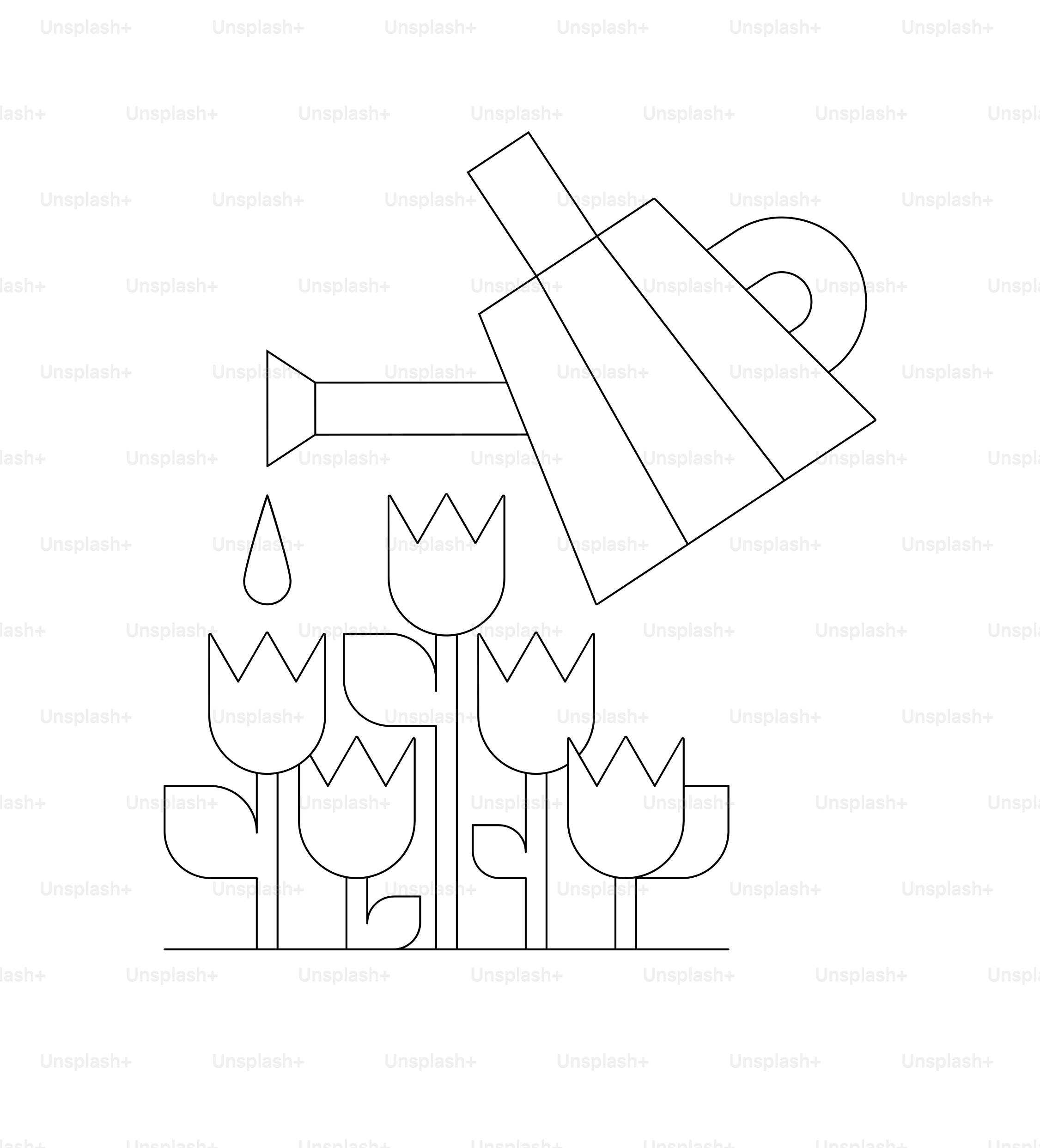 Watering tulips with a watering can