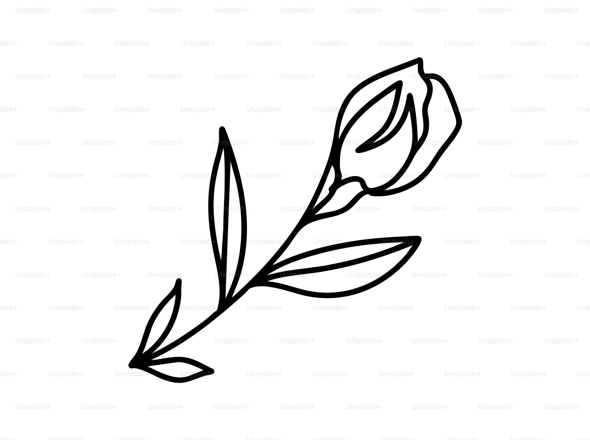 꽃봉오리의 간단한 선화였다. 벡터 – Unsplash의 꽃 이미지, image size:3000x2236