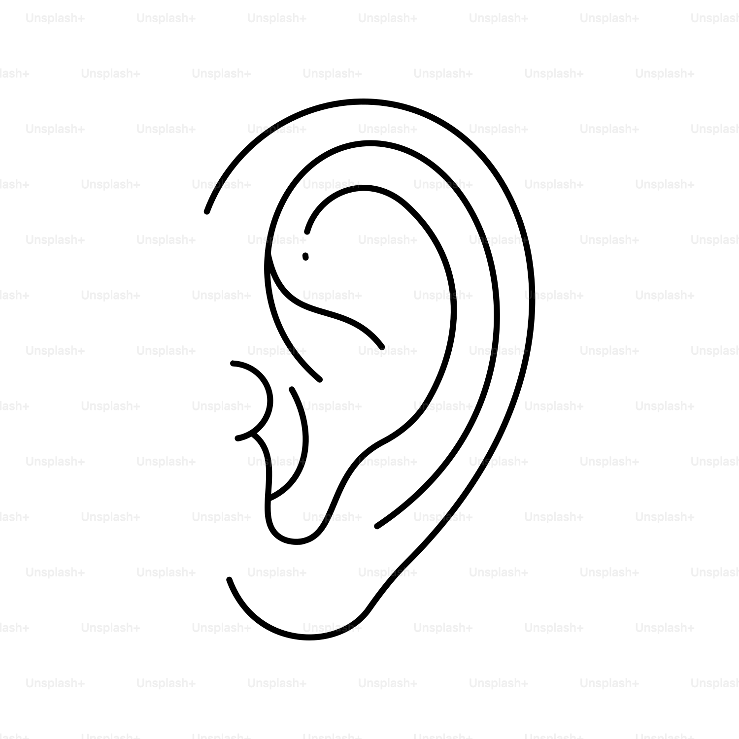 Line drawing of a human ear