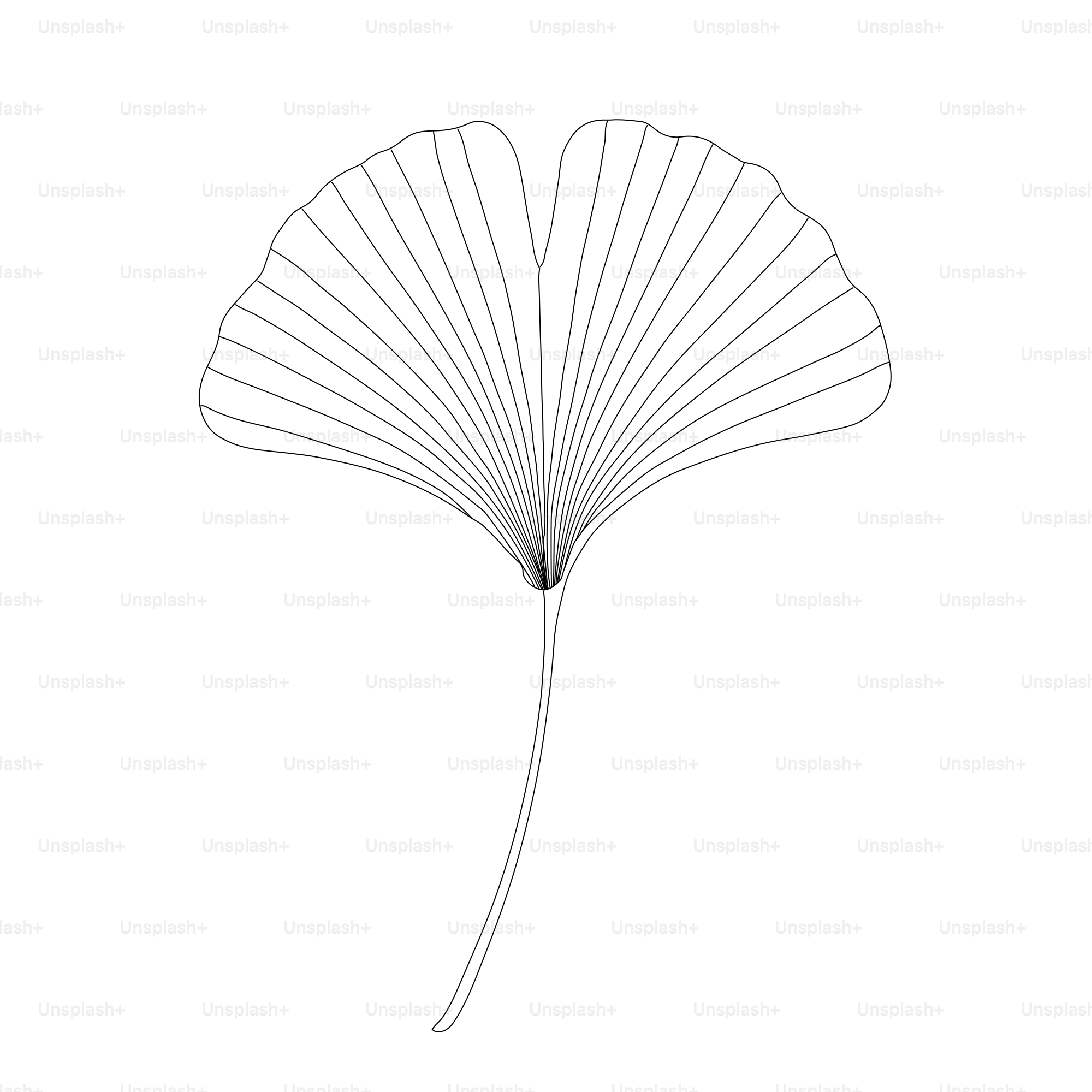 A delicate ginkgo leaf illustration on a white background