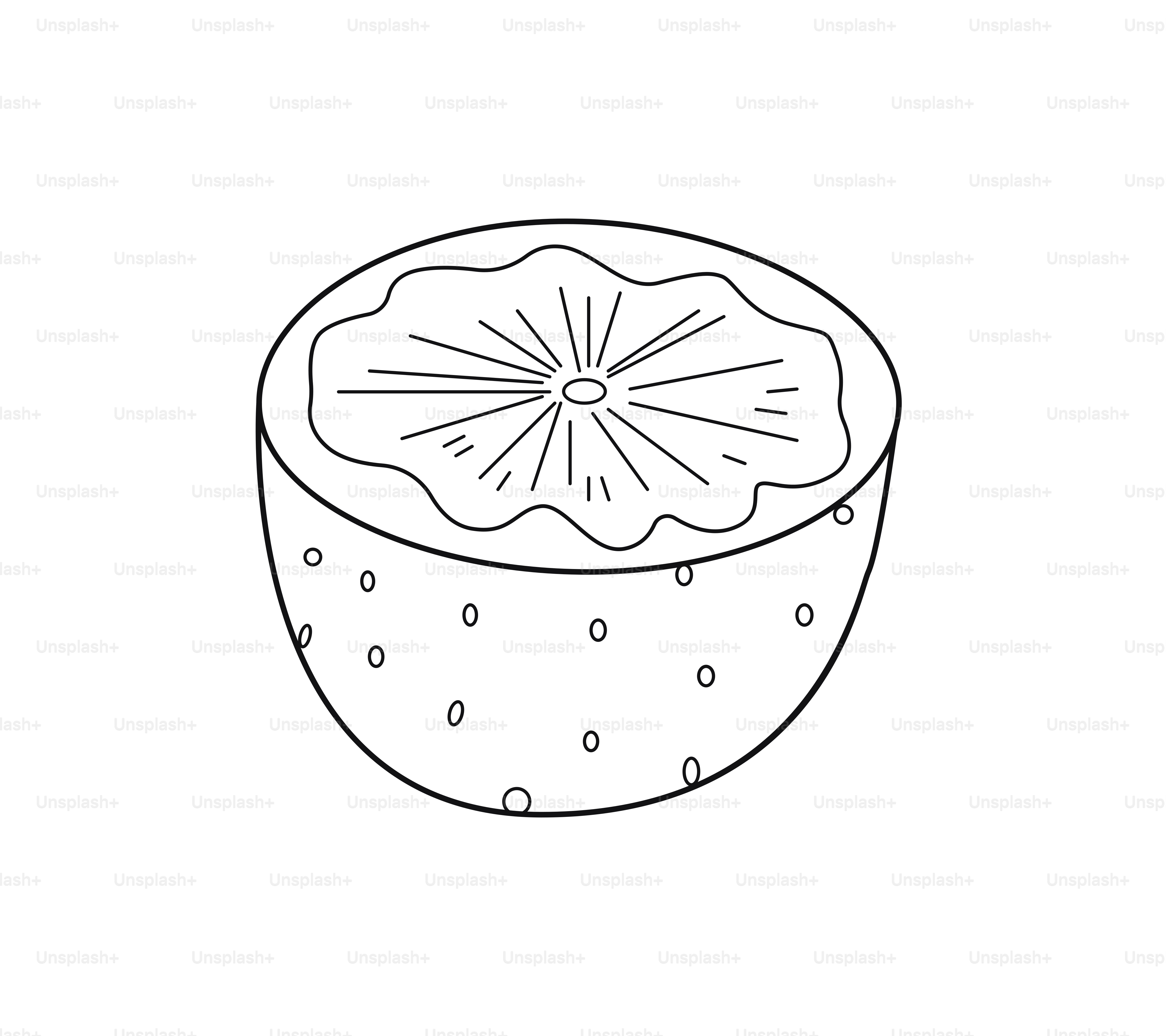 반으로 자른 키위 과일의 스타일화된 선화. 벡터 – Unsplash의 음식 이미지, image size:3000x2667