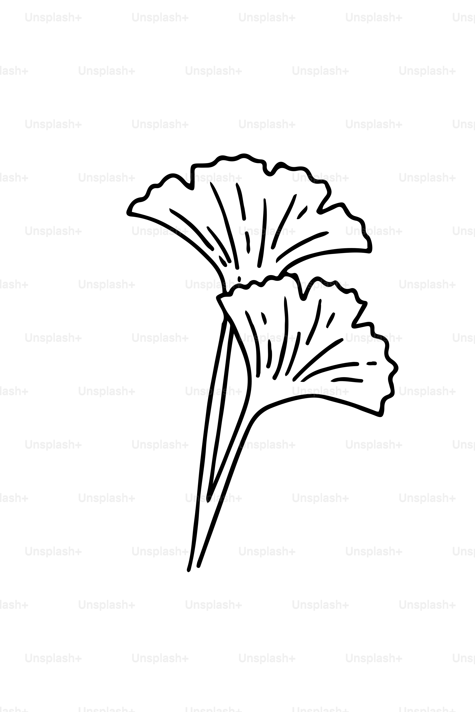 白い背景に二枚のイチョウの葉