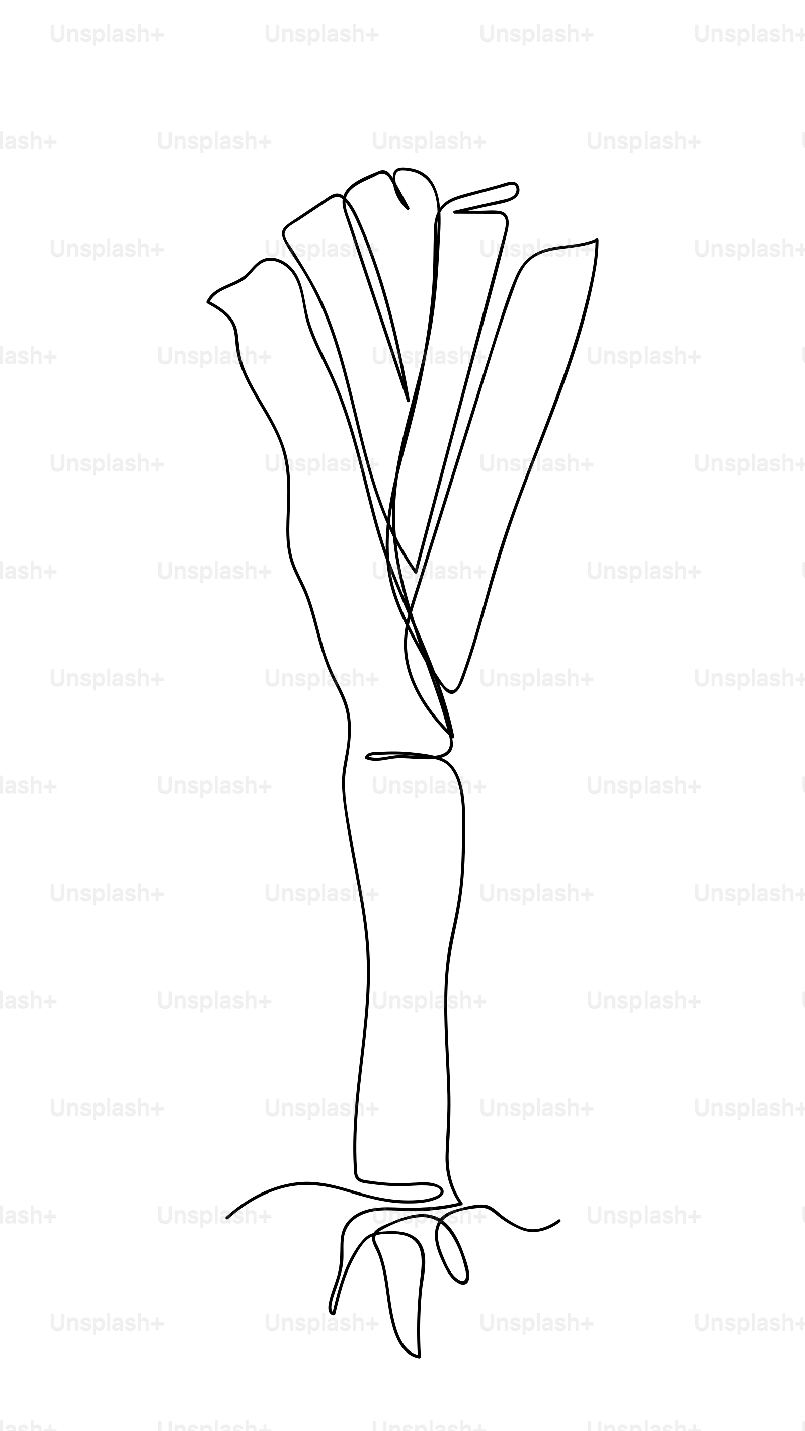 Line drawing of a leek with roots